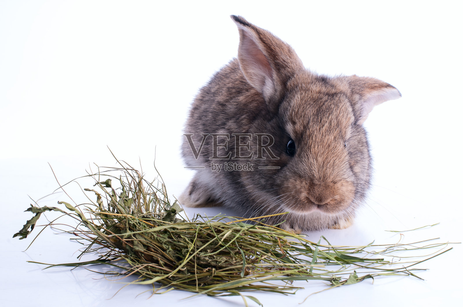 灰色的兔子在吃白色的干草照片摄影图片