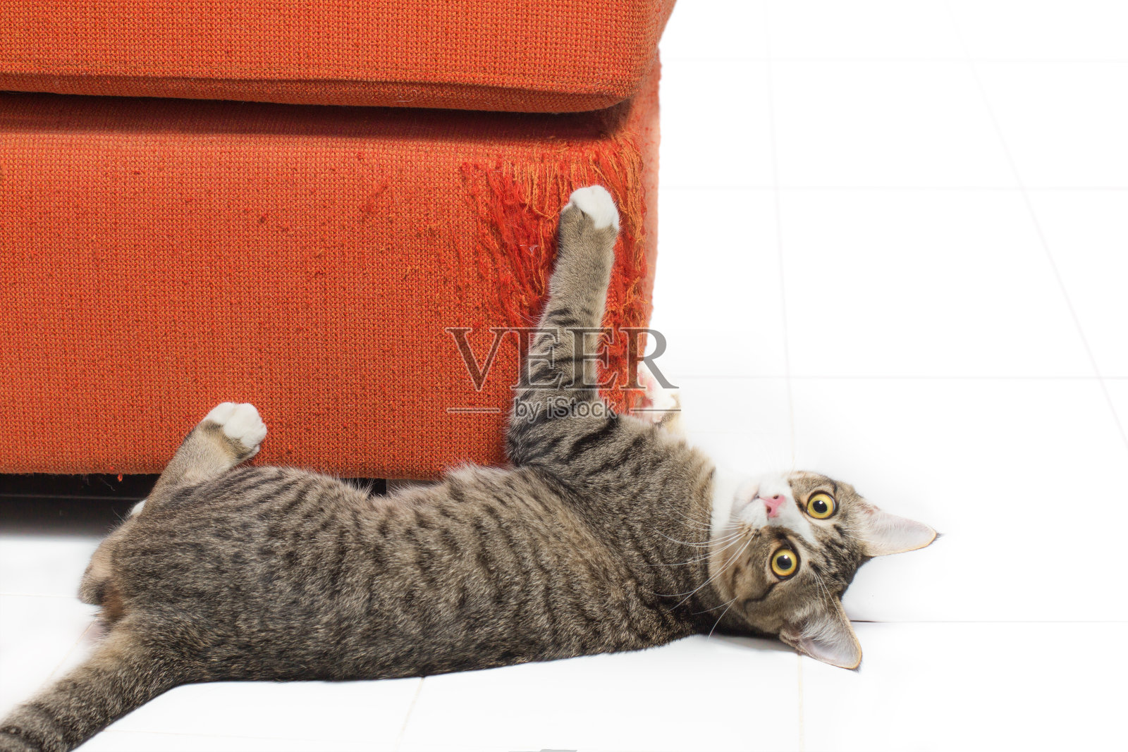 小猫在白色背景的橙色织物沙发上抓挠照片摄影图片