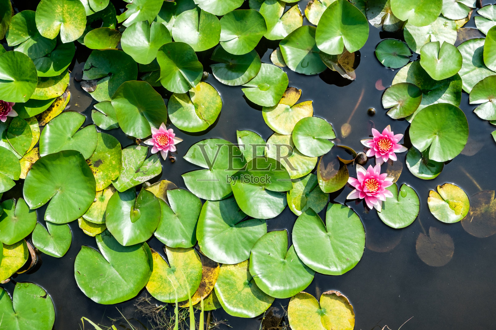 在日本的一个池塘中粉红色的睡莲俯视图照片摄影图片