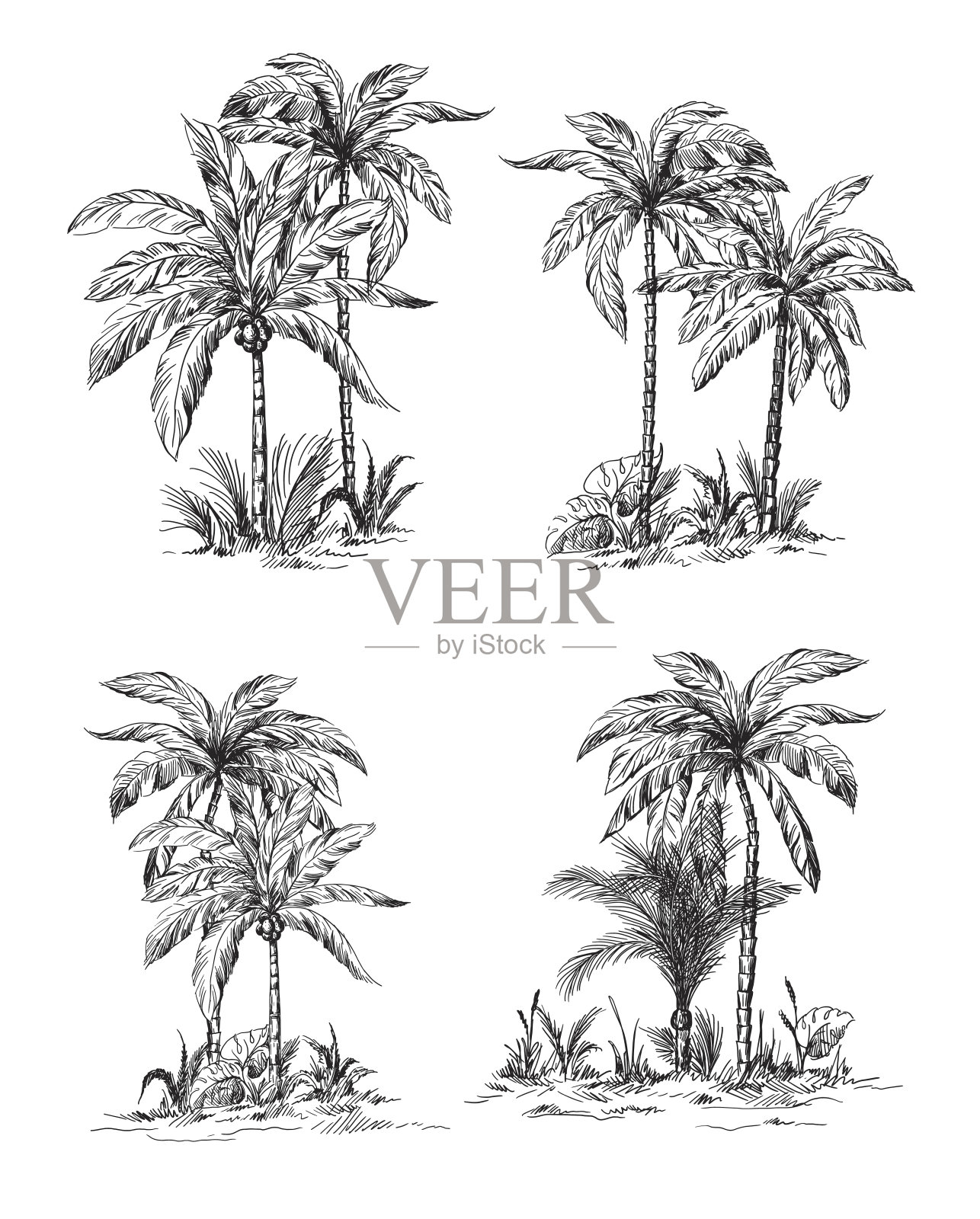 设置热带棕榈树与树叶插画图片素材