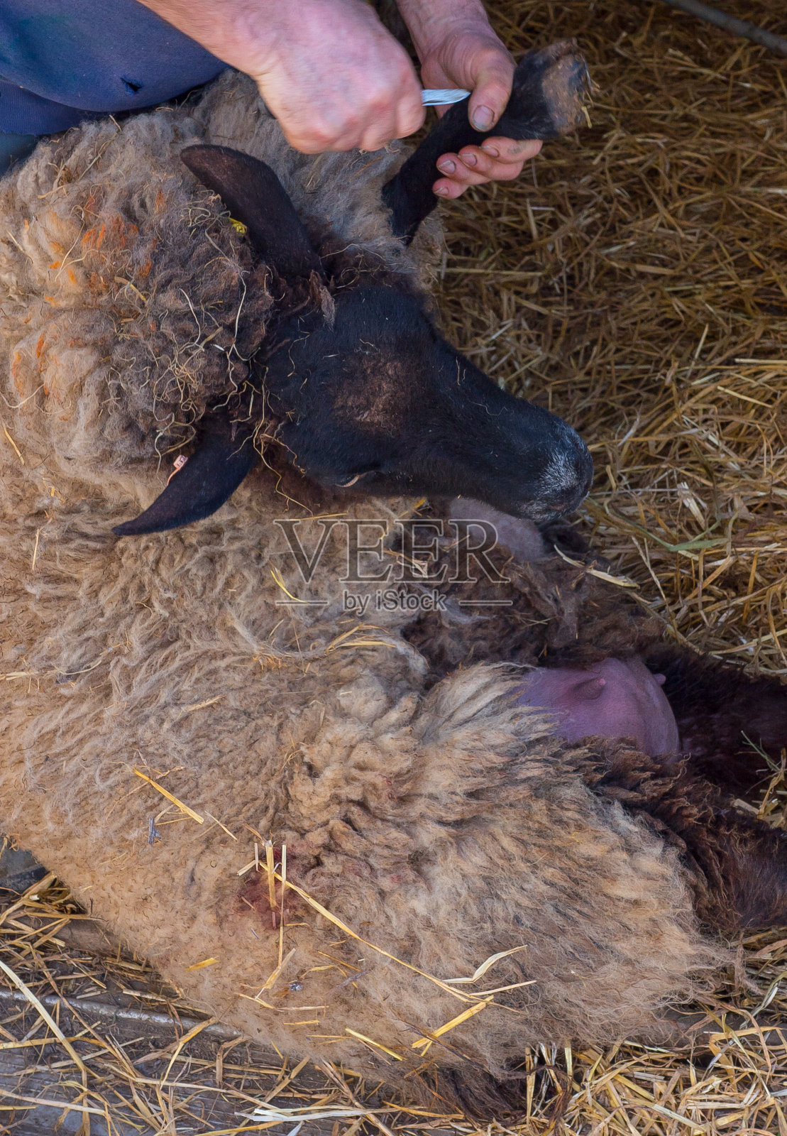 种田养羊照片摄影图片