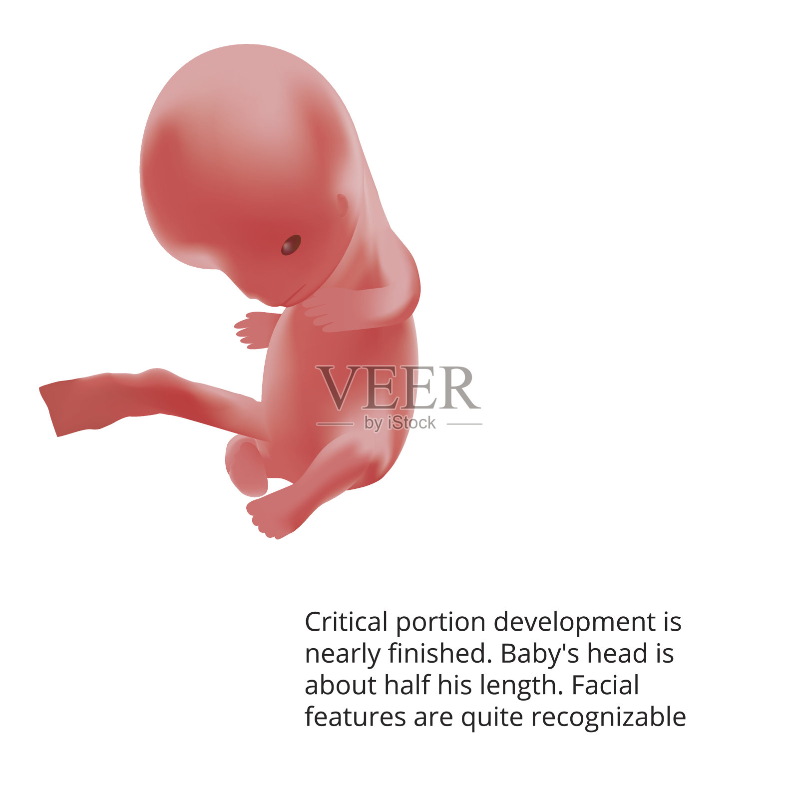 怀孕了。子宫内的人类胎儿。胎儿阶段。向量。设计元素图片
