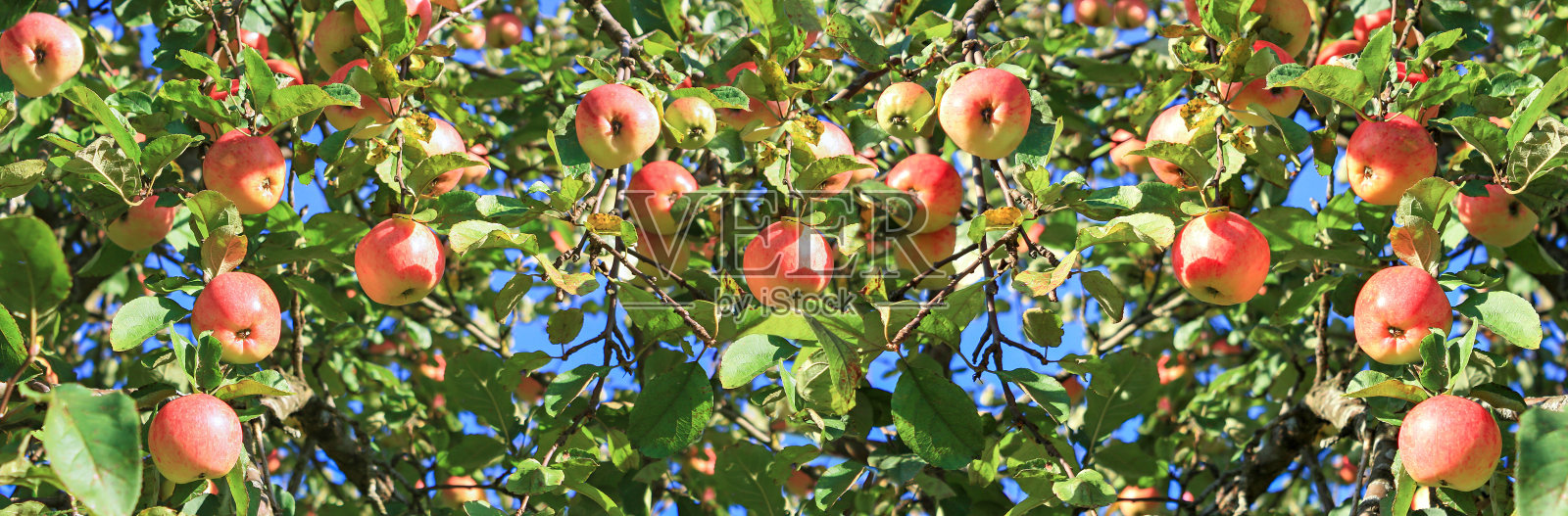 在果园里收获水果苹果，全景照片摄影图片