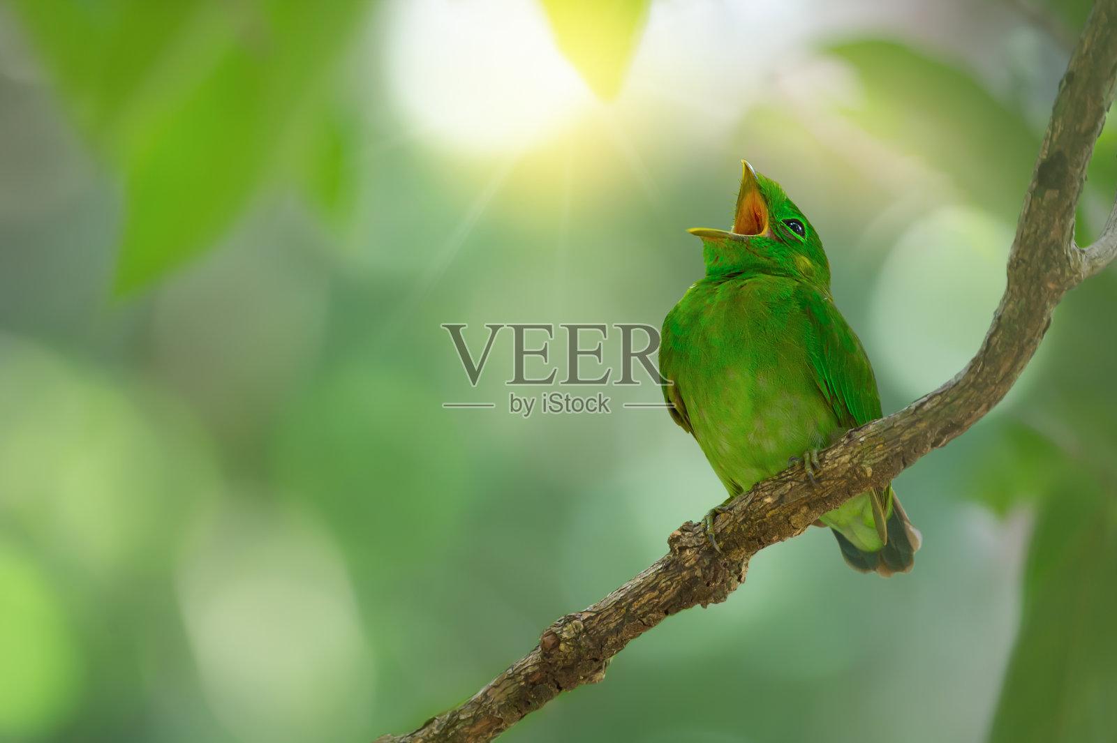 一只年轻的绿鸟，绿大嘴鸟在等待父母的时候正在休息和打哈欠。照片摄影图片