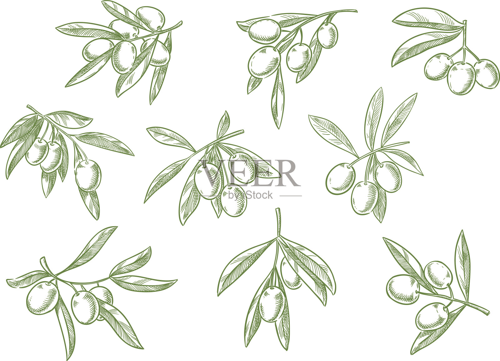 新鲜橄榄向量素描图标集的分支设计元素图片