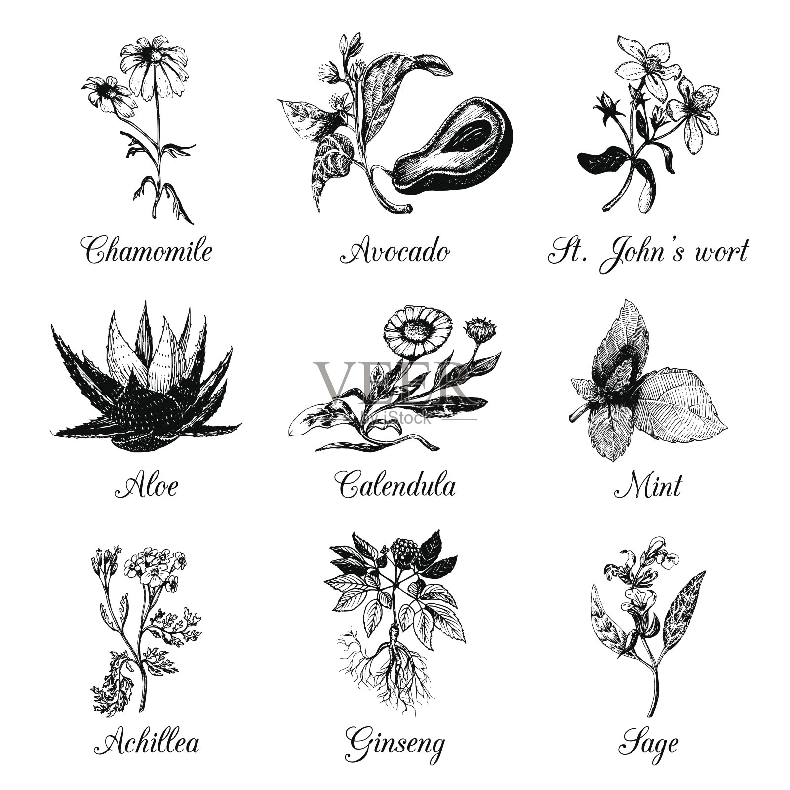 香草和香料套装。手绘officinalis，药用，化妆品植物。载体植物说明标签，标签。插画图片素材