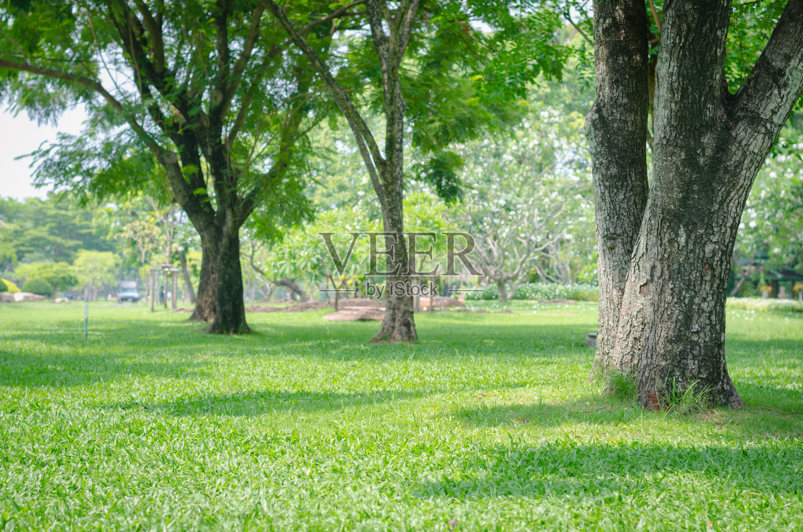 公园内的树木以绿草如茵和阳光，清新的绿色自然为背景。照片摄影图片