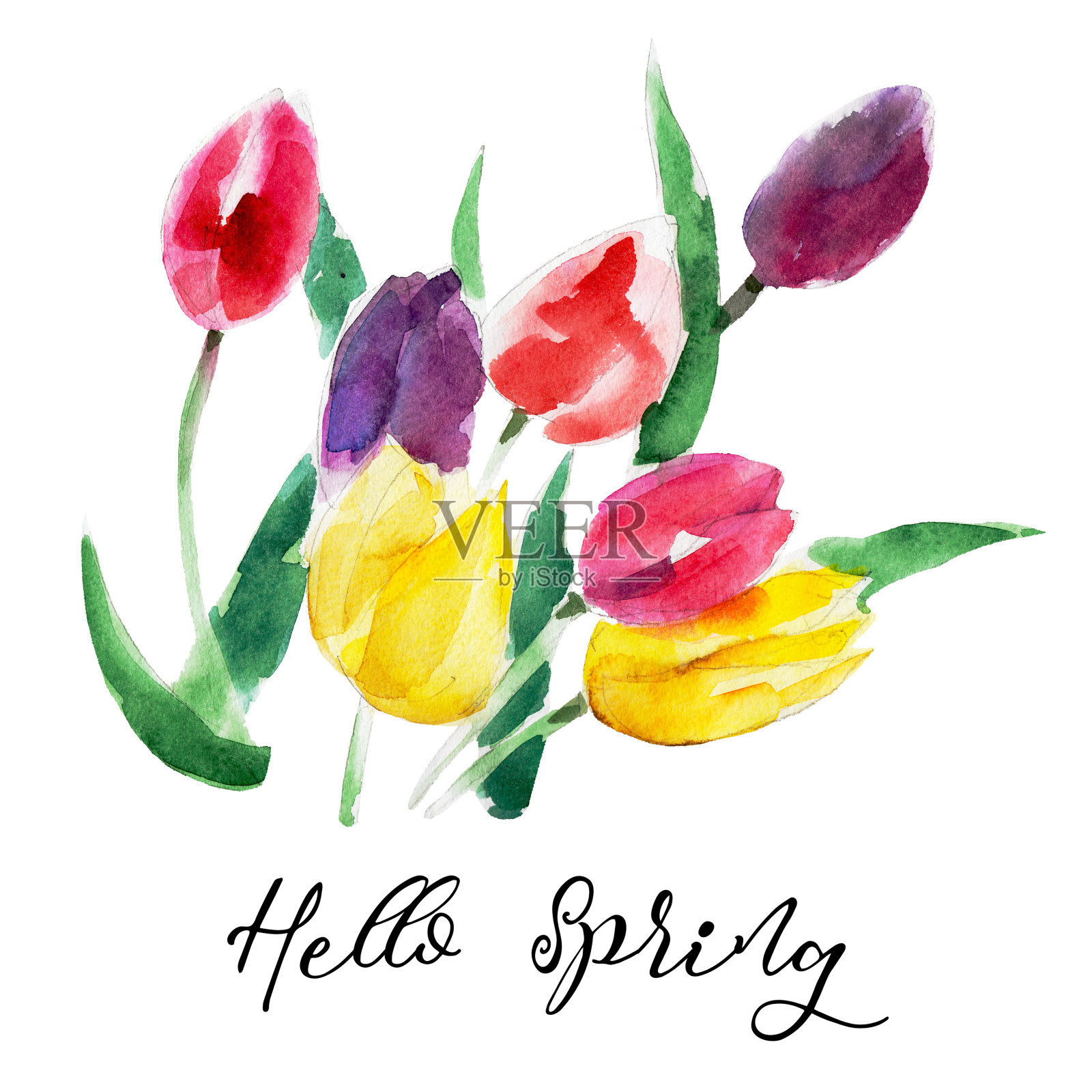 郁金香花孤立在白色背景与字母“你好春天”，复古水彩插图手绘风格。插画图片素材