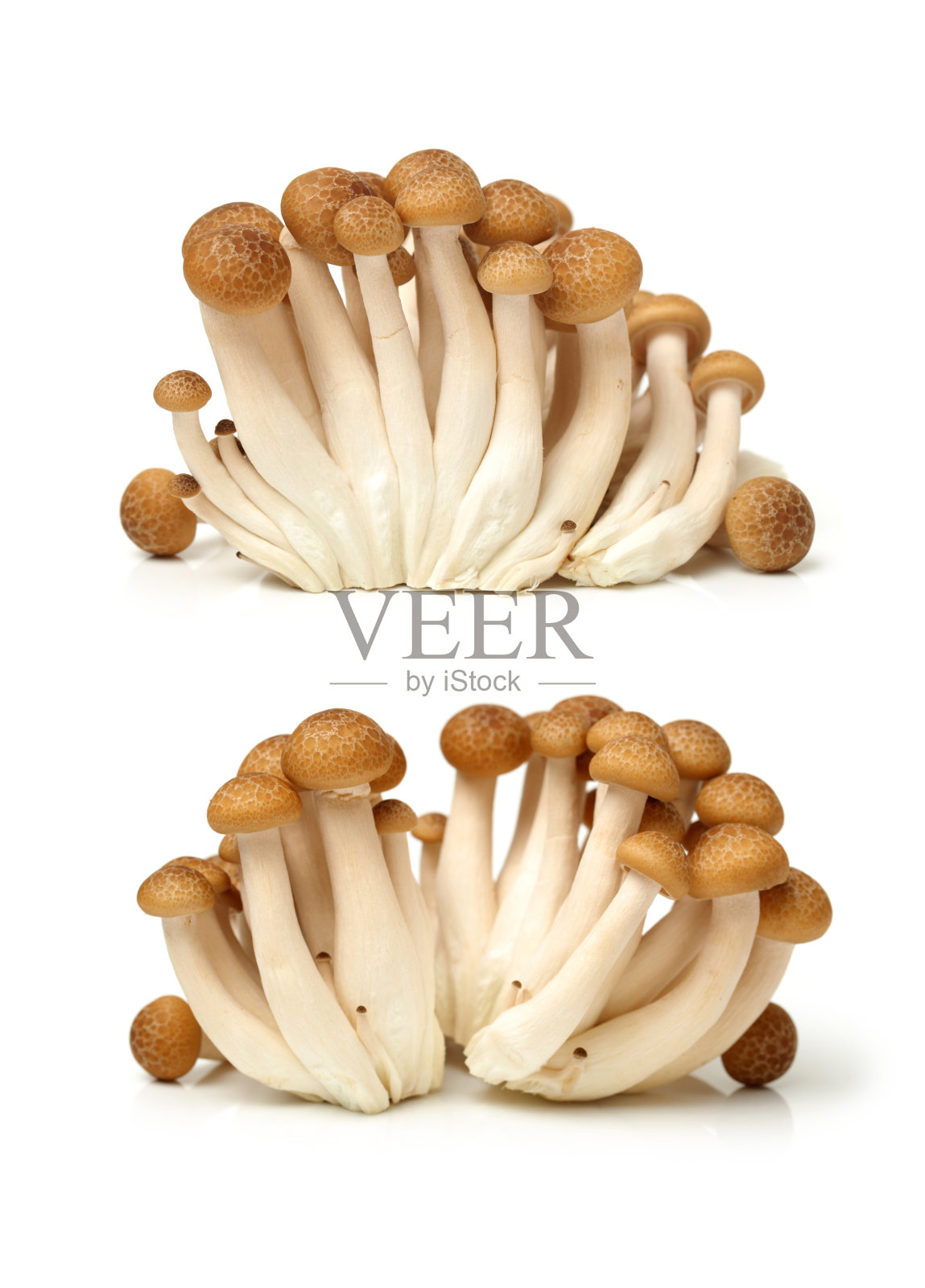 白色背景上的棕色山毛榉蘑菇照片摄影图片