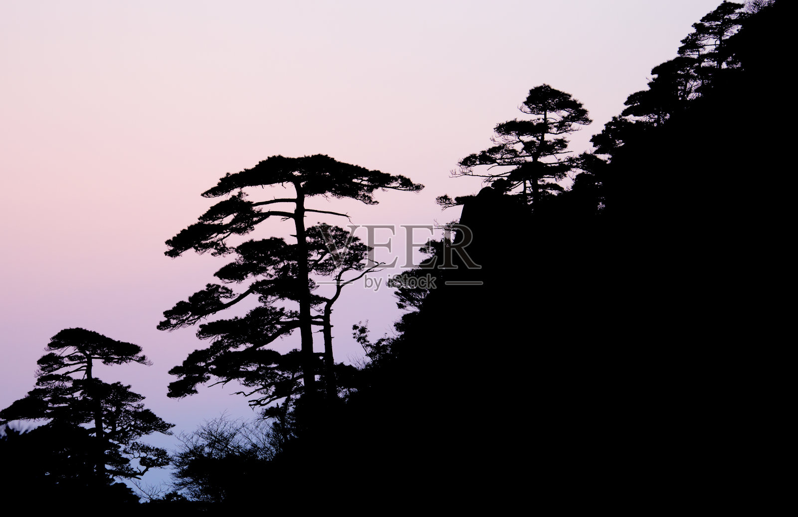 中国黄山上的松树阴影照片摄影图片