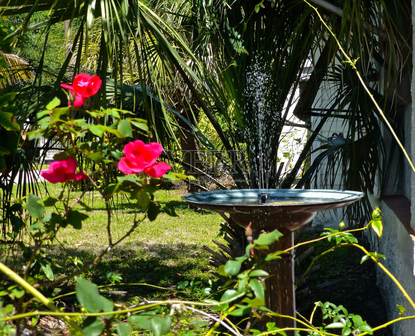 热带庭院场景照片摄影图片