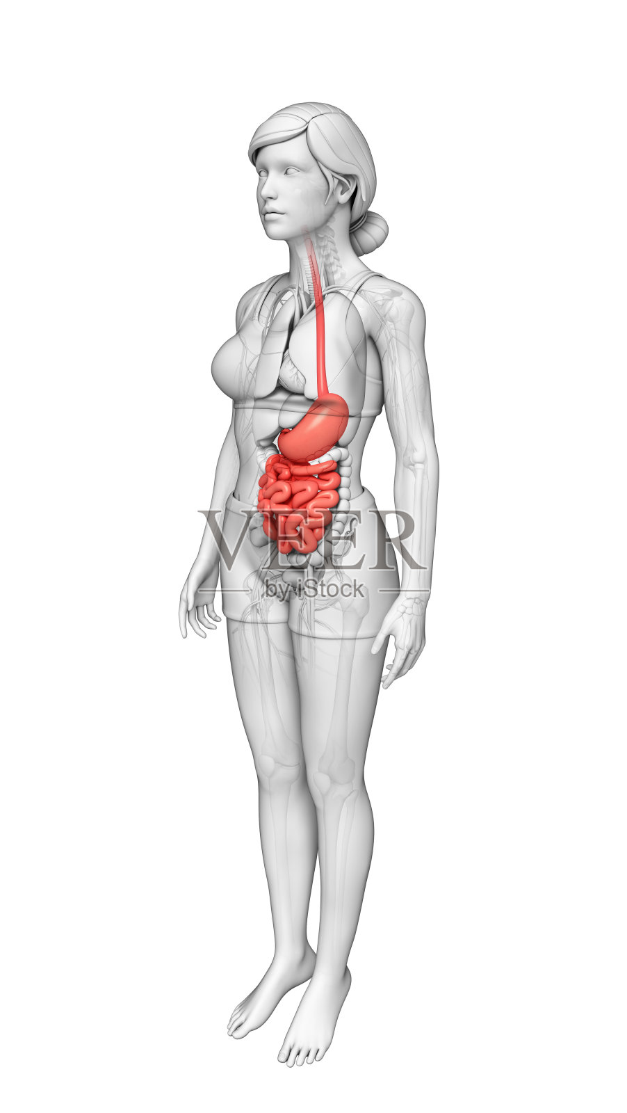 女性小肠解剖照片摄影图片
