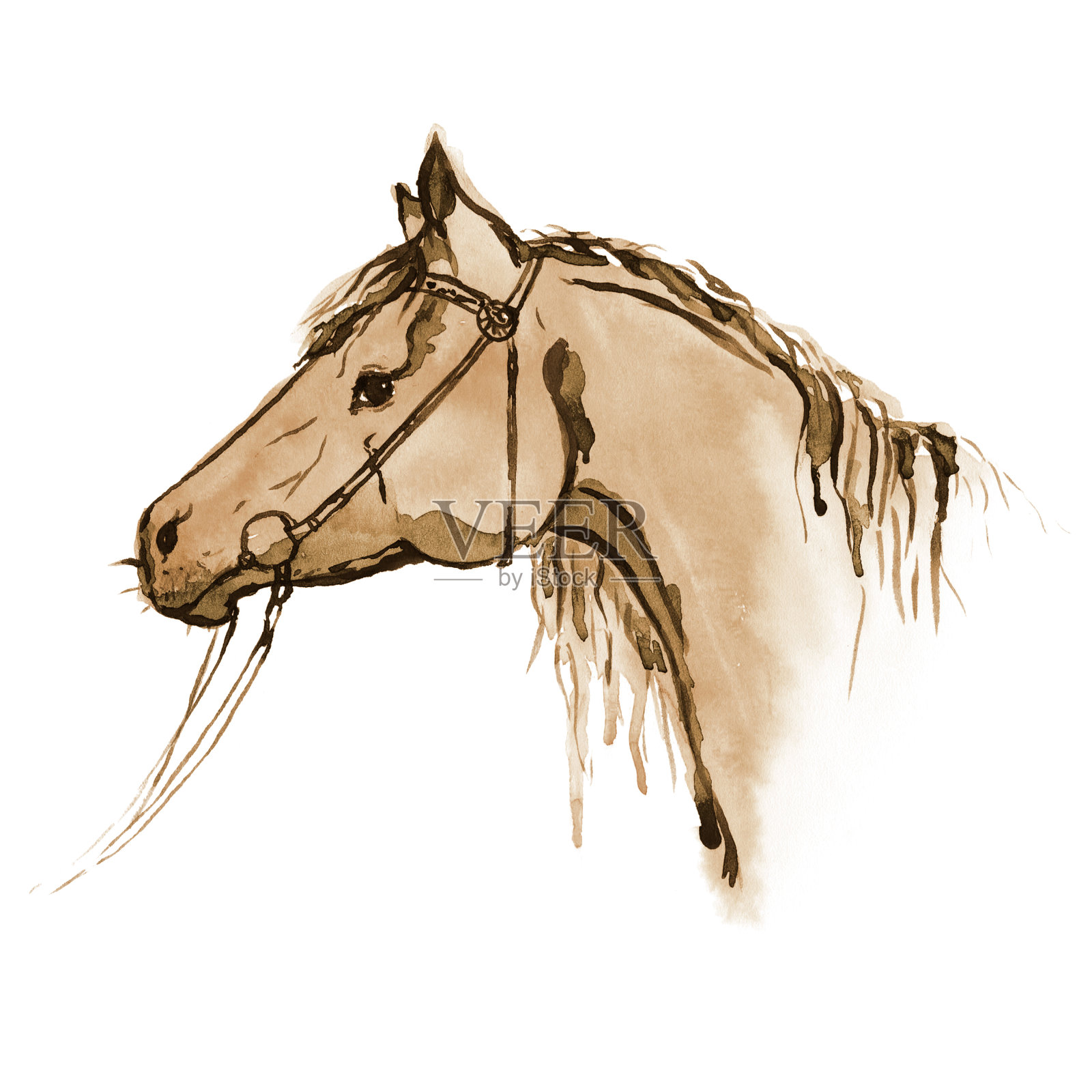 水彩画的深褐色马头与笼头在白色。插画图片素材
