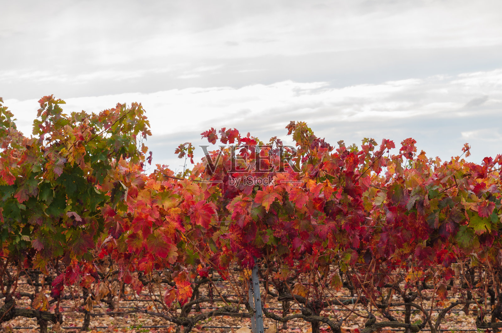 秋天成排的葡萄园照片摄影图片