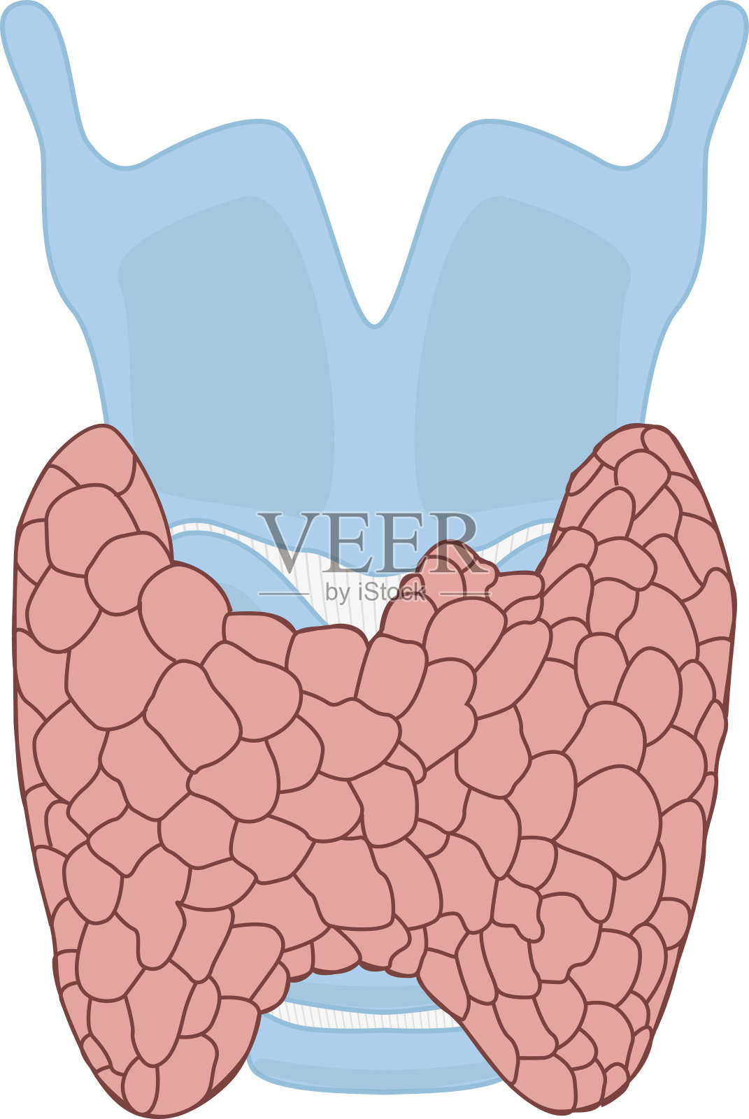 甲状腺有甲状腺软骨和气管解剖插画图片素材