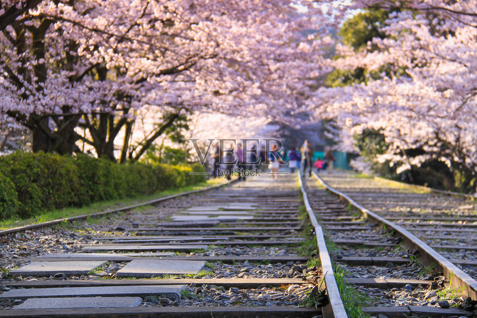 春天——日本的樱花。照片摄影图片
