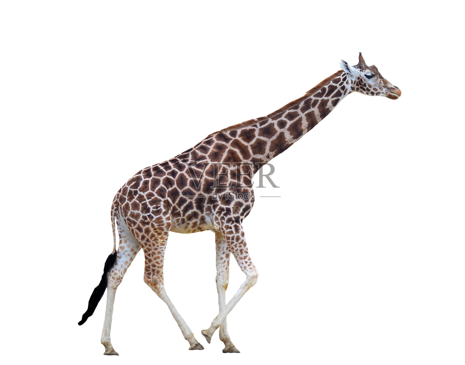长颈鹿全身孤立在白色背景上行走照片摄影图片