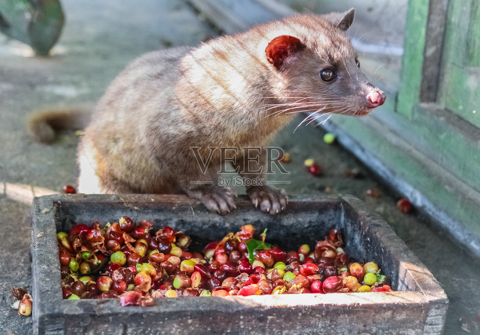 麝香猫吃咖啡豆照片摄影图片