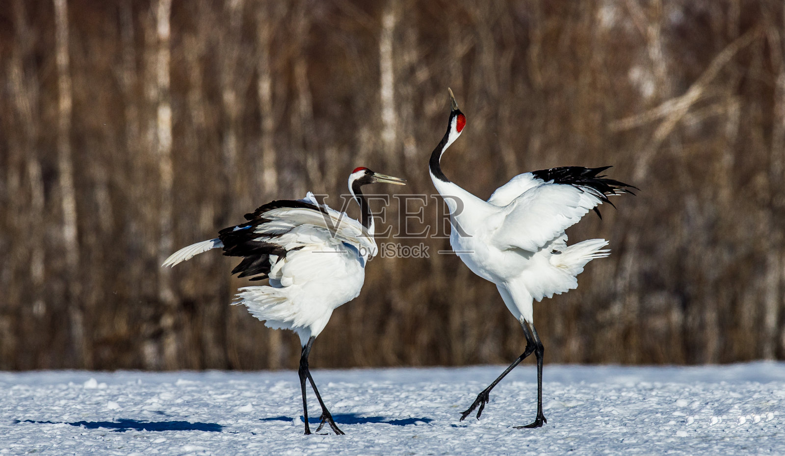 两只日本鹤站在雪地上。照片摄影图片
