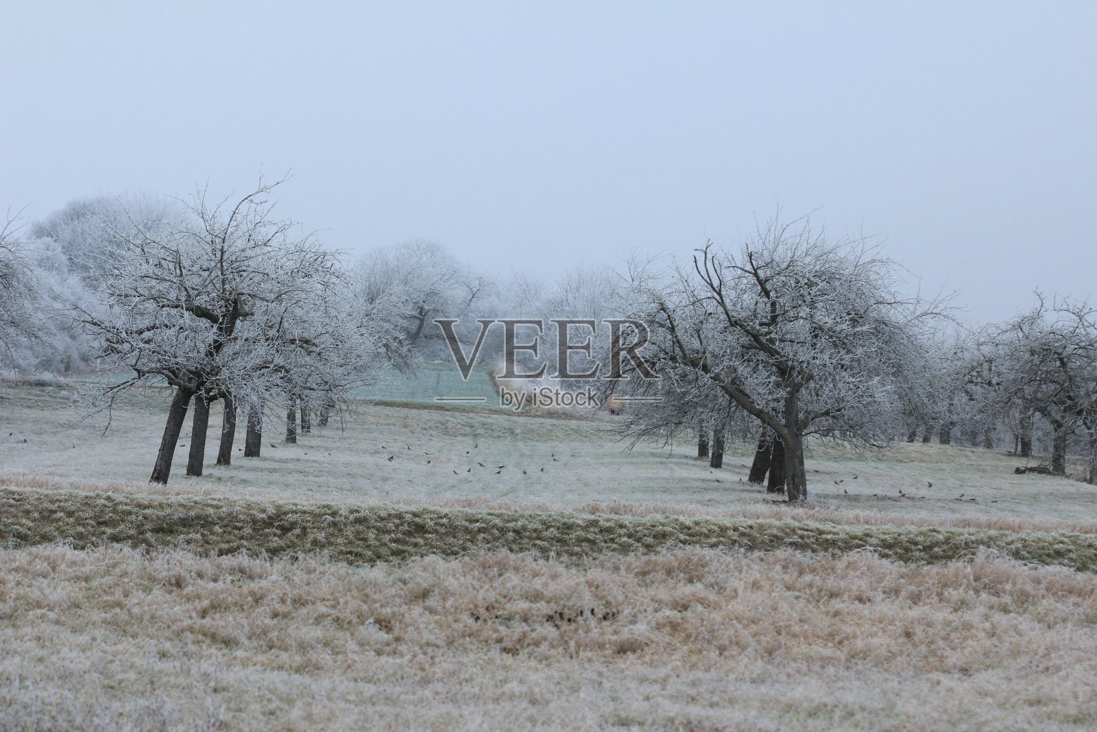 冬季仙境照片摄影图片