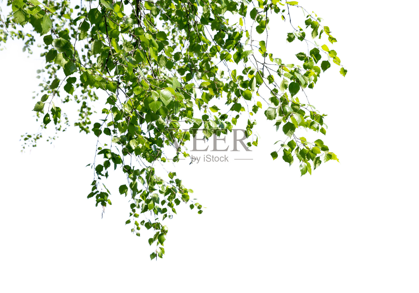 白桦树枝孤立照片摄影图片