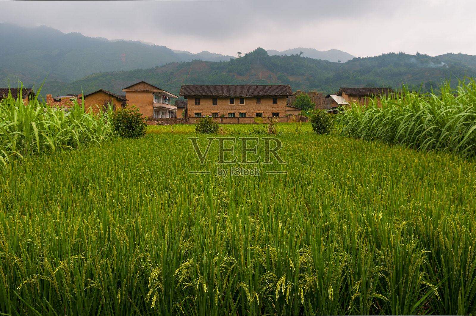 福建省的农田和稻田照片摄影图片