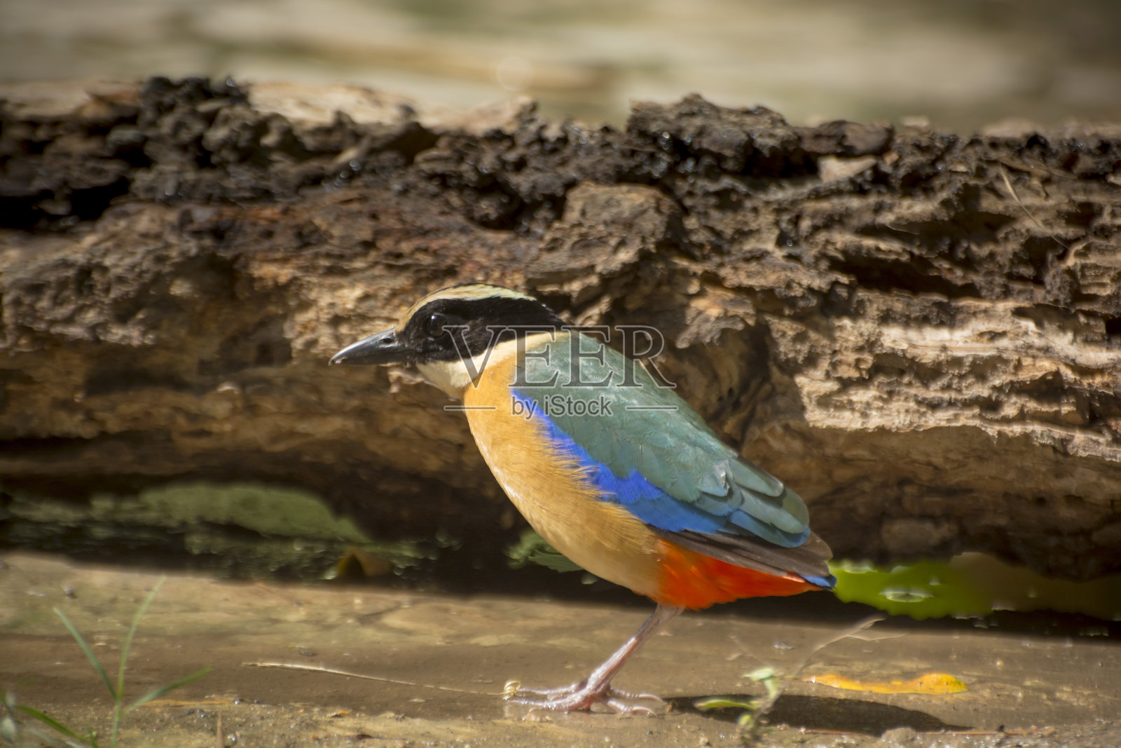 常见的皮塔饼鸟。照片摄影图片