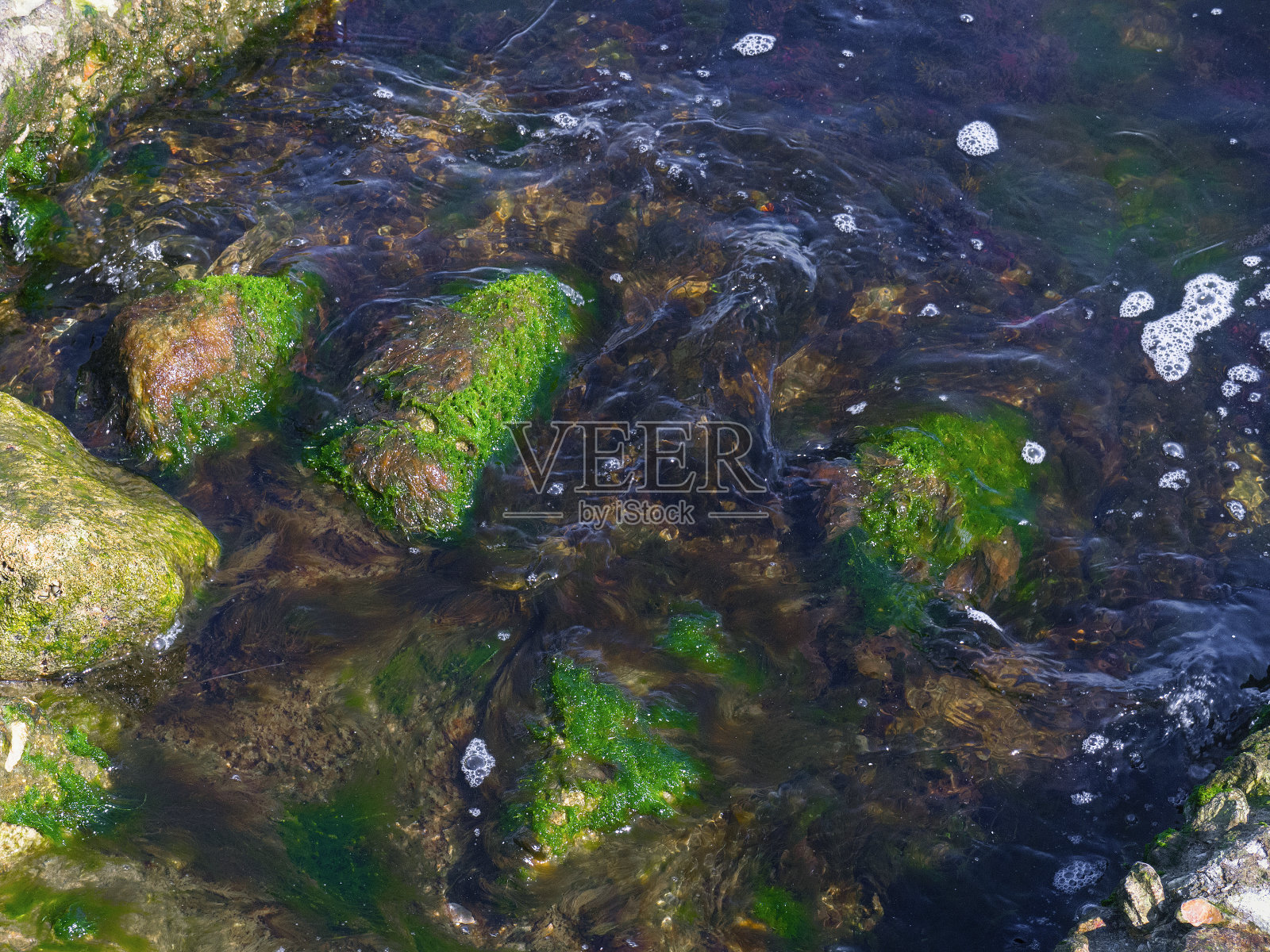 大海里有巨大的岩石和绿色的海藻照片摄影图片