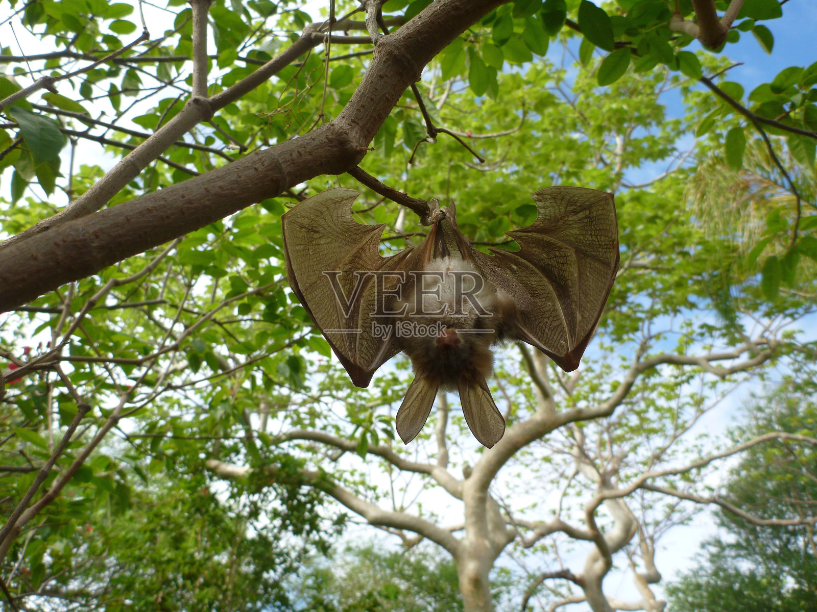 蝙蝠挂在树上照片摄影图片