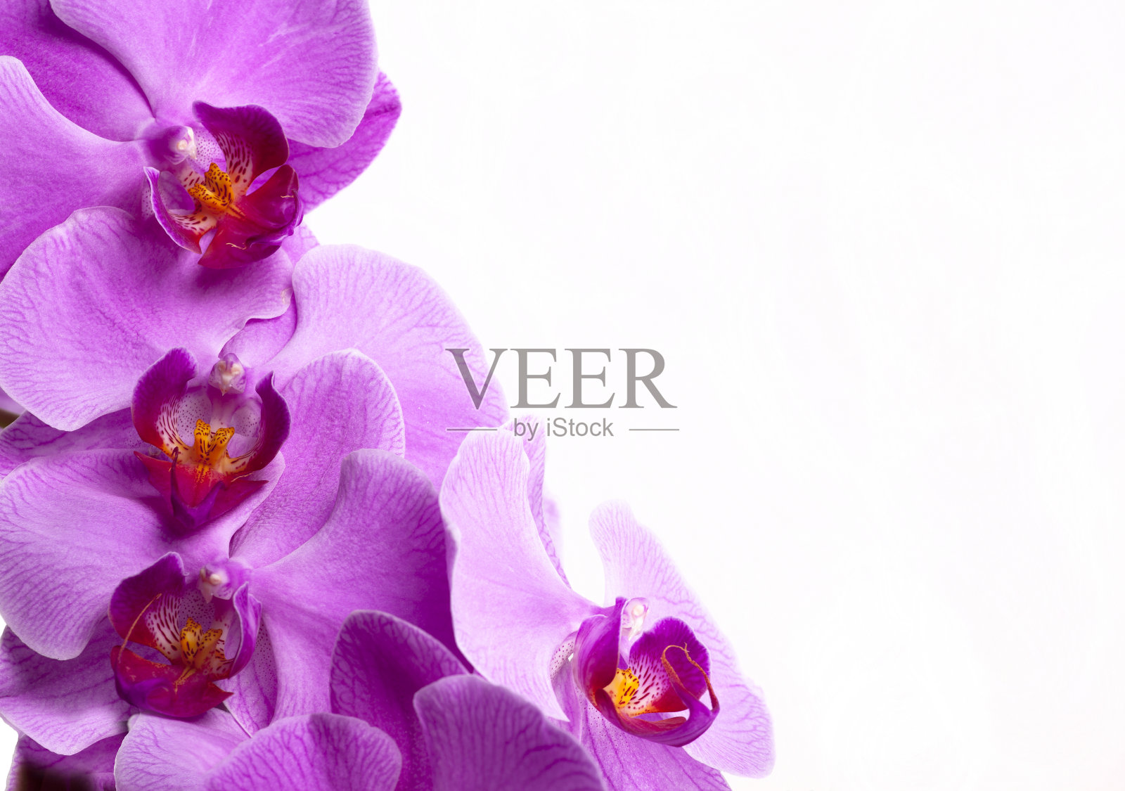 紫色的兰花靠近白色照片摄影图片