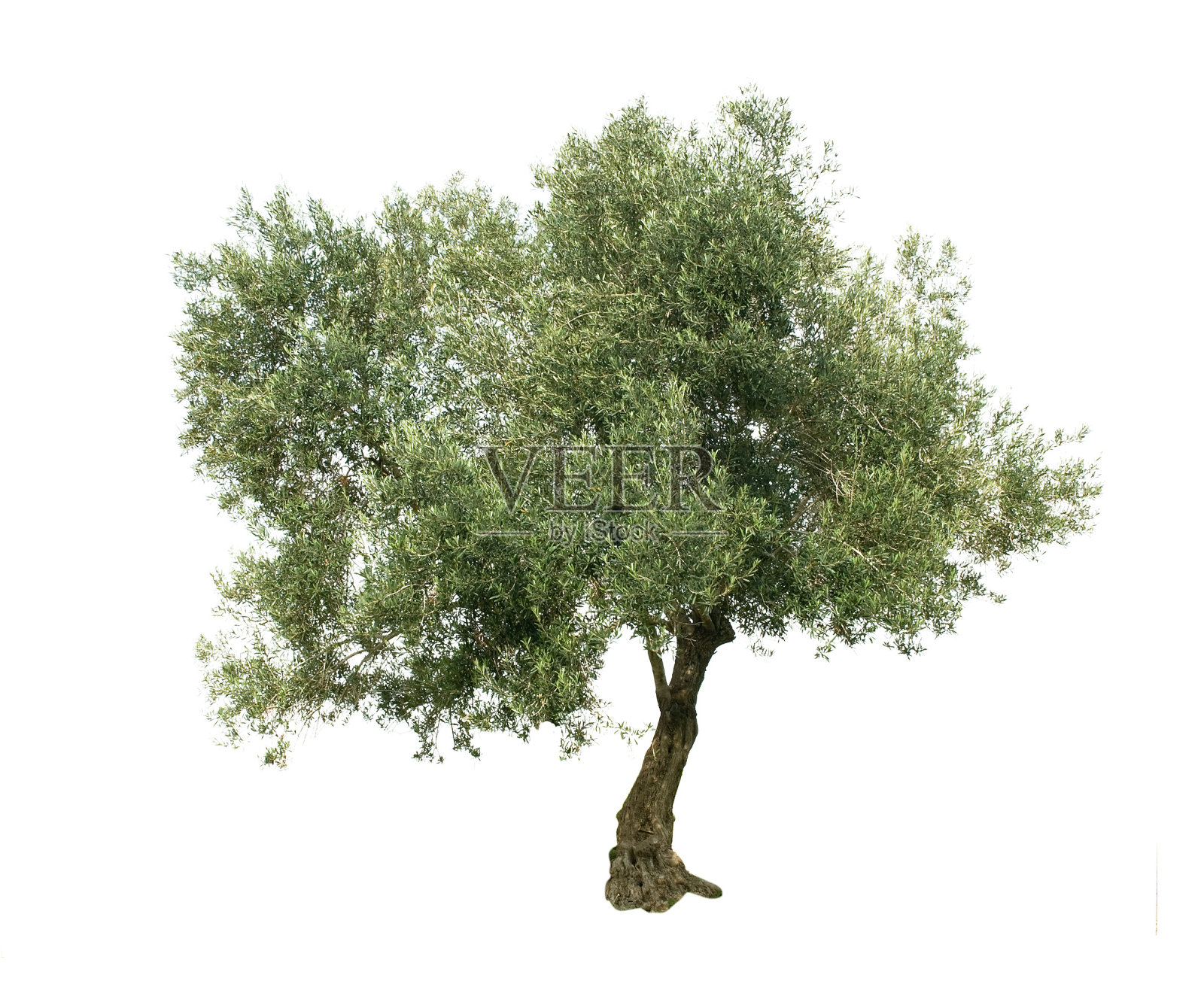 白色背景上孤立的橄榄树照片摄影图片