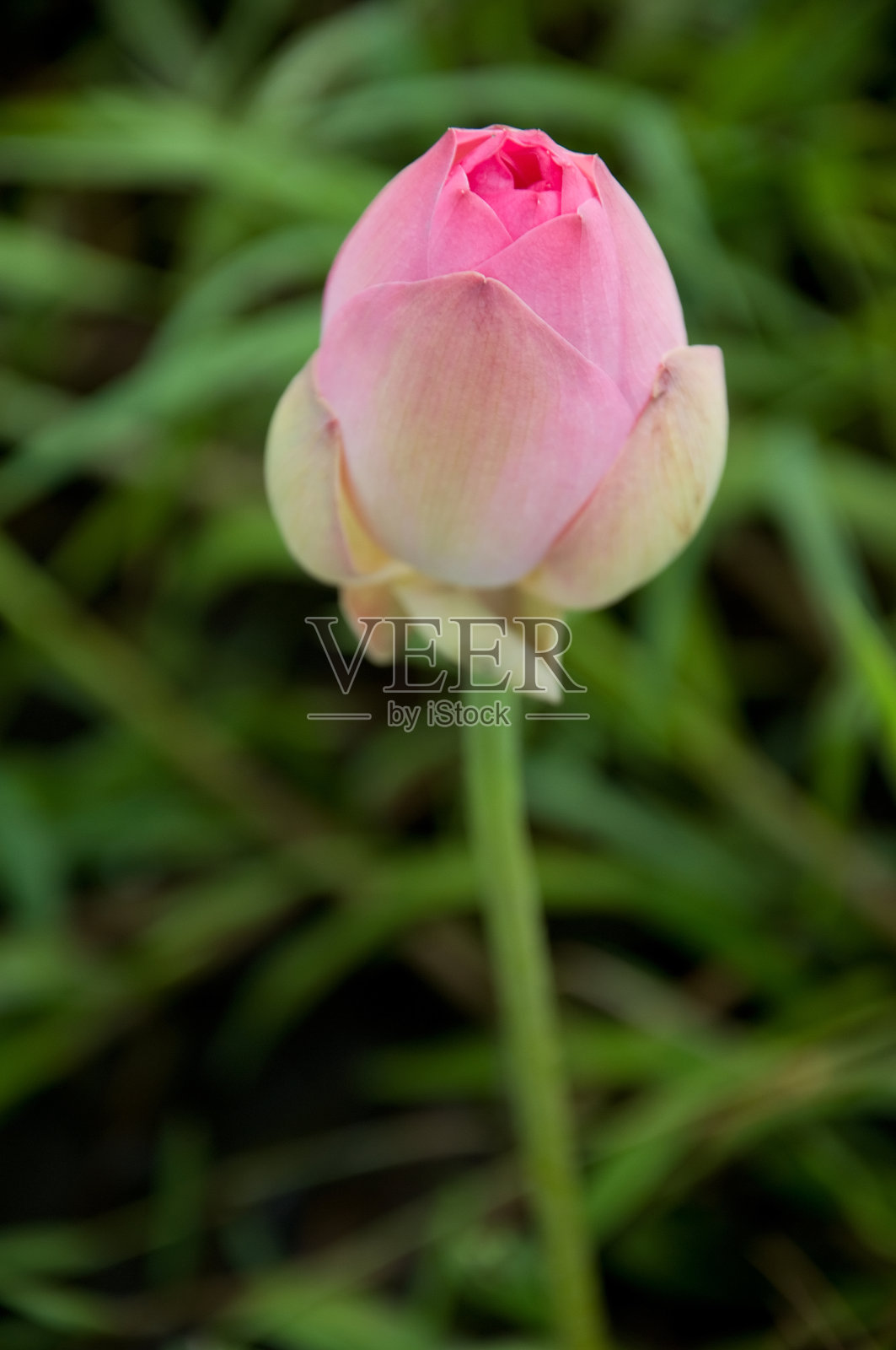 粉红色的莲花照片摄影图片