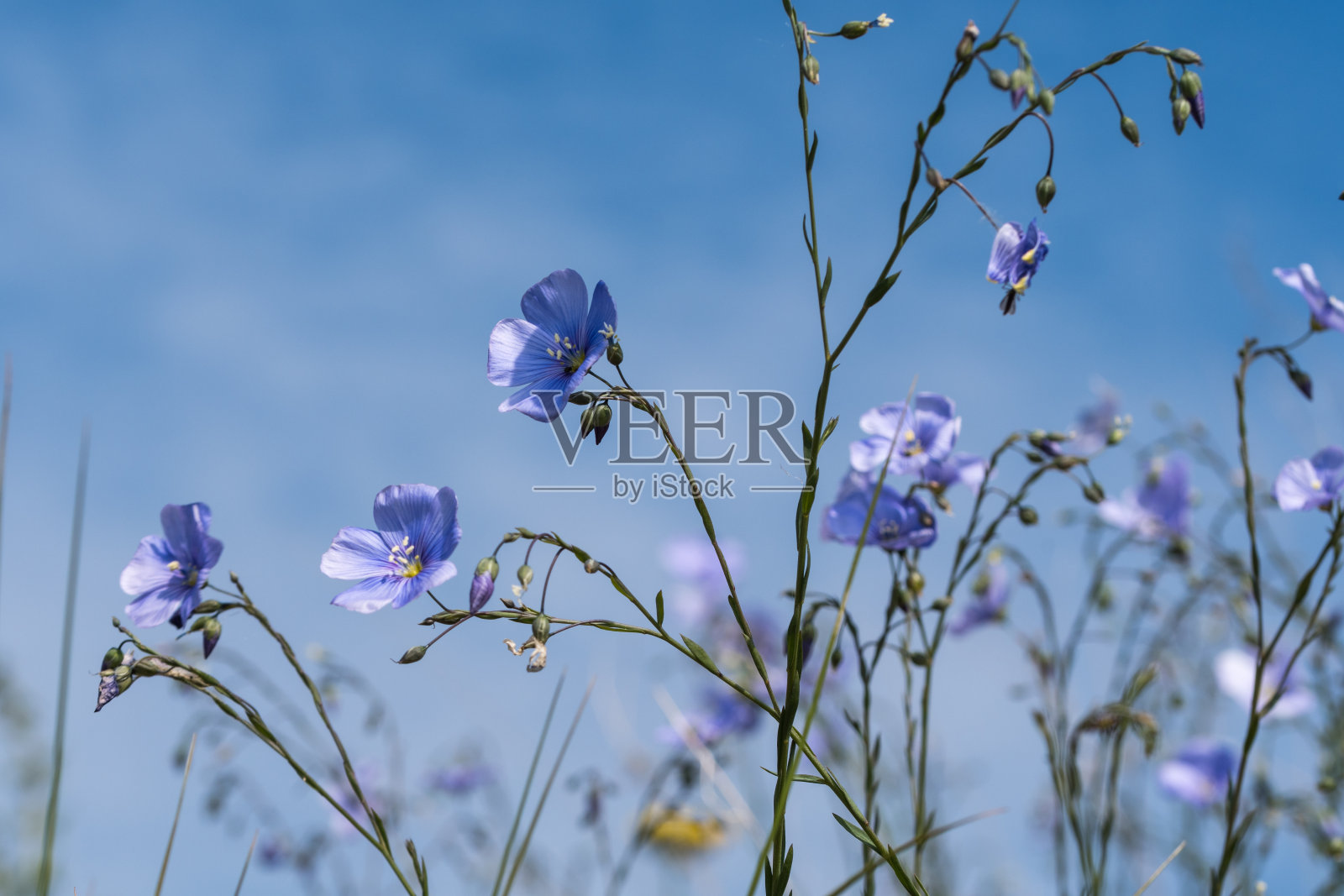 蓝色的亚麻花靠近蓝天照片摄影图片