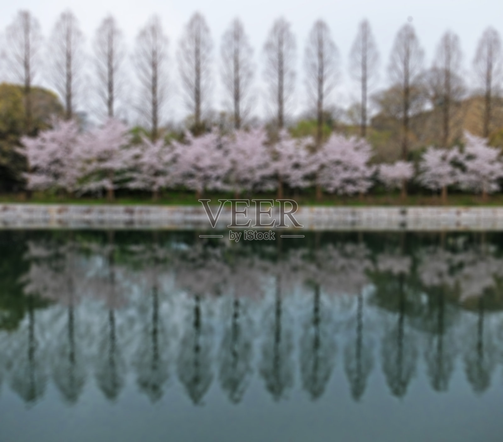模糊的排树与樱花盛开的背景照片摄影图片