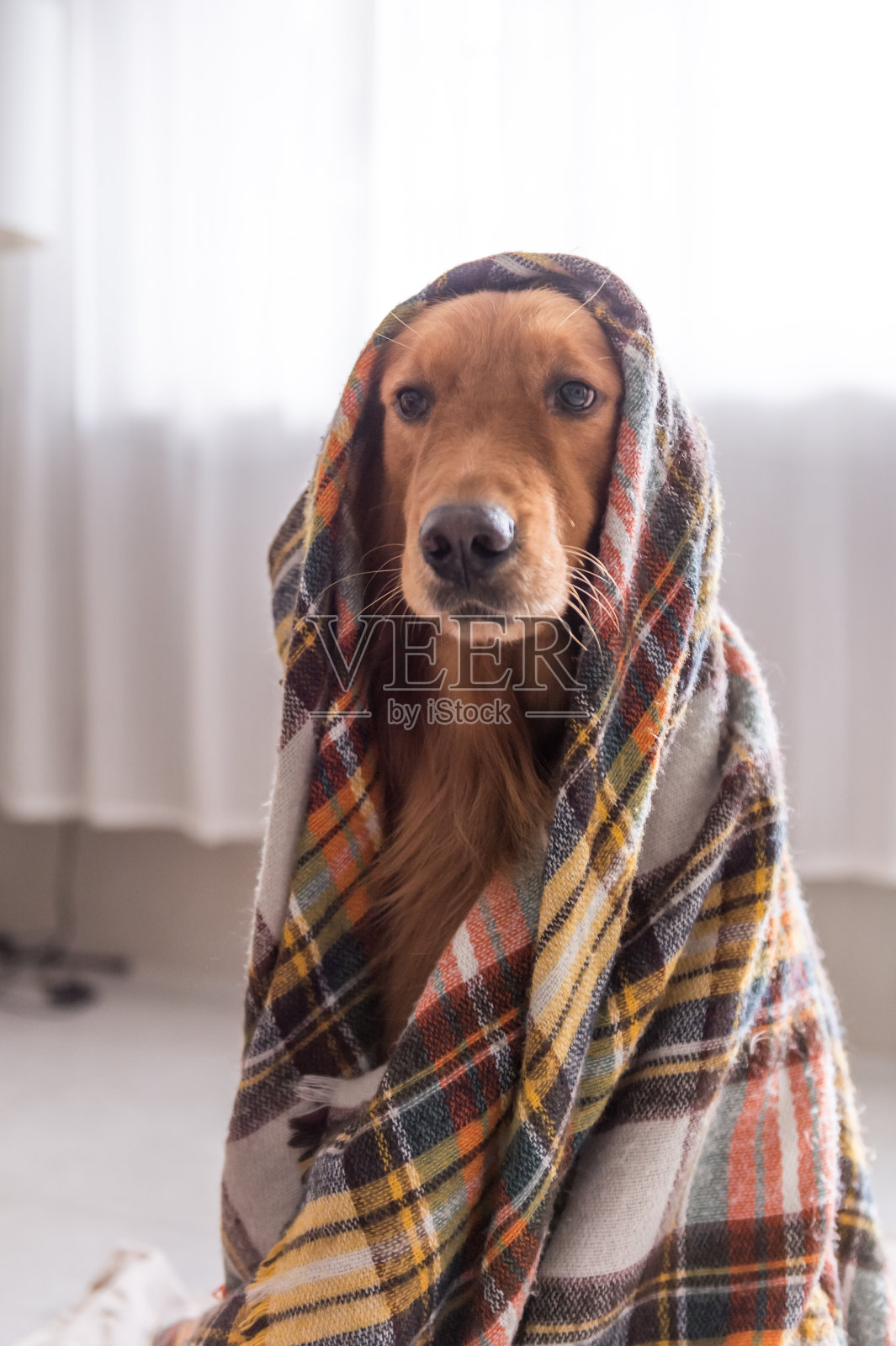 金毛猎犬的围巾照片摄影图片