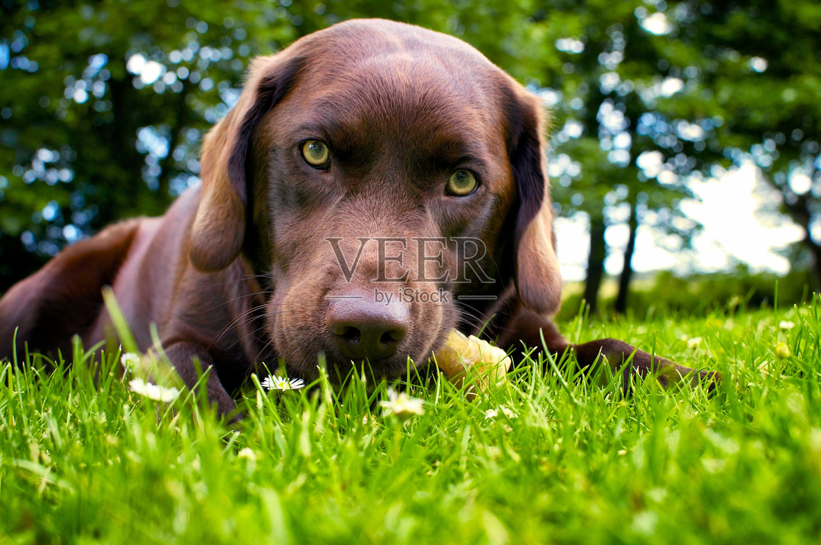 巧克力棕色的拉布拉多狗的特写照片摄影图片