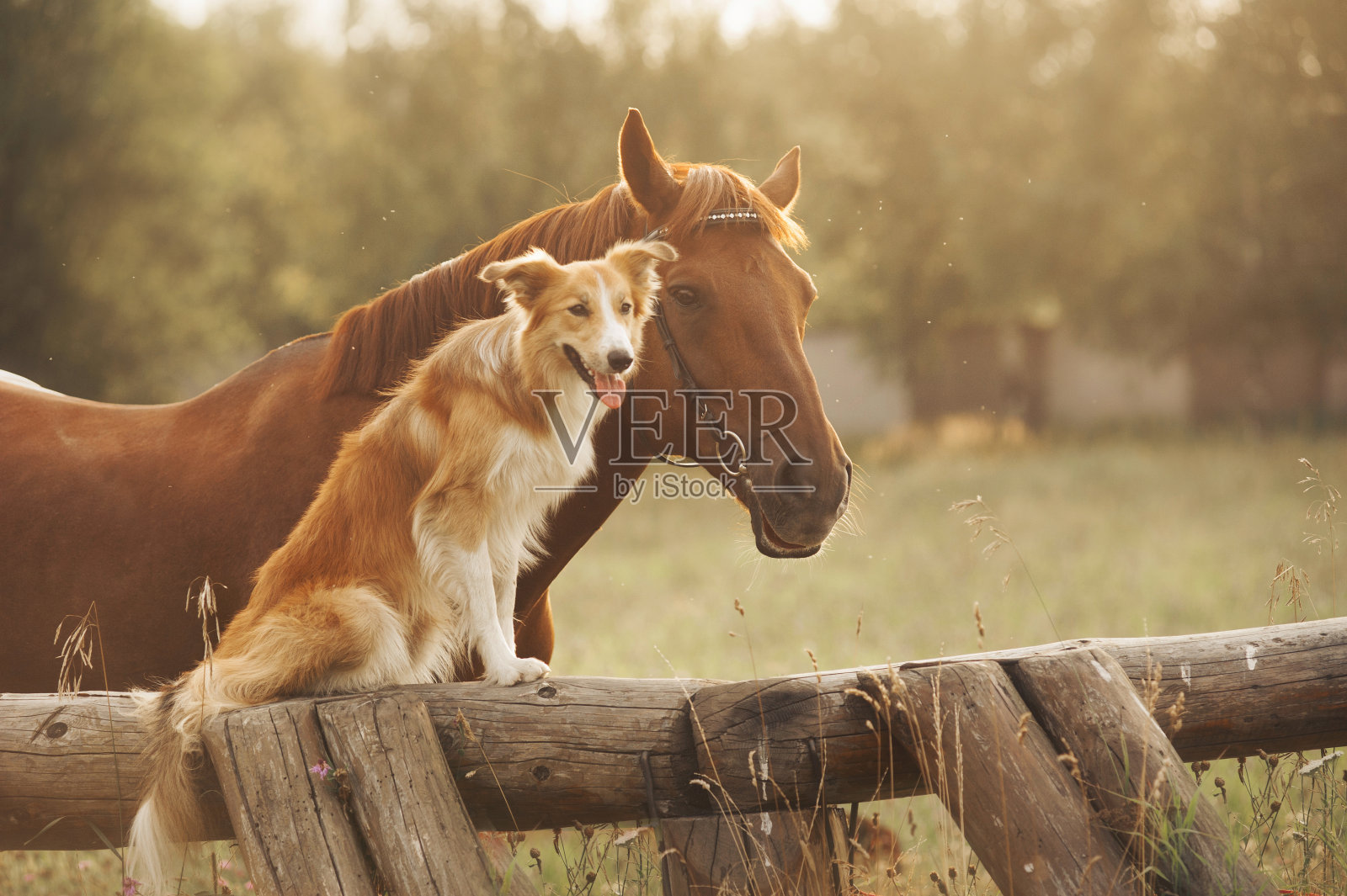 红色边境牧羊犬和马照片摄影图片