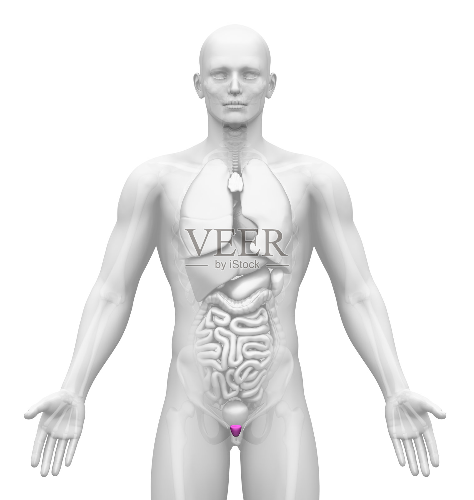 医学影像-男性器官前列腺照片摄影图片