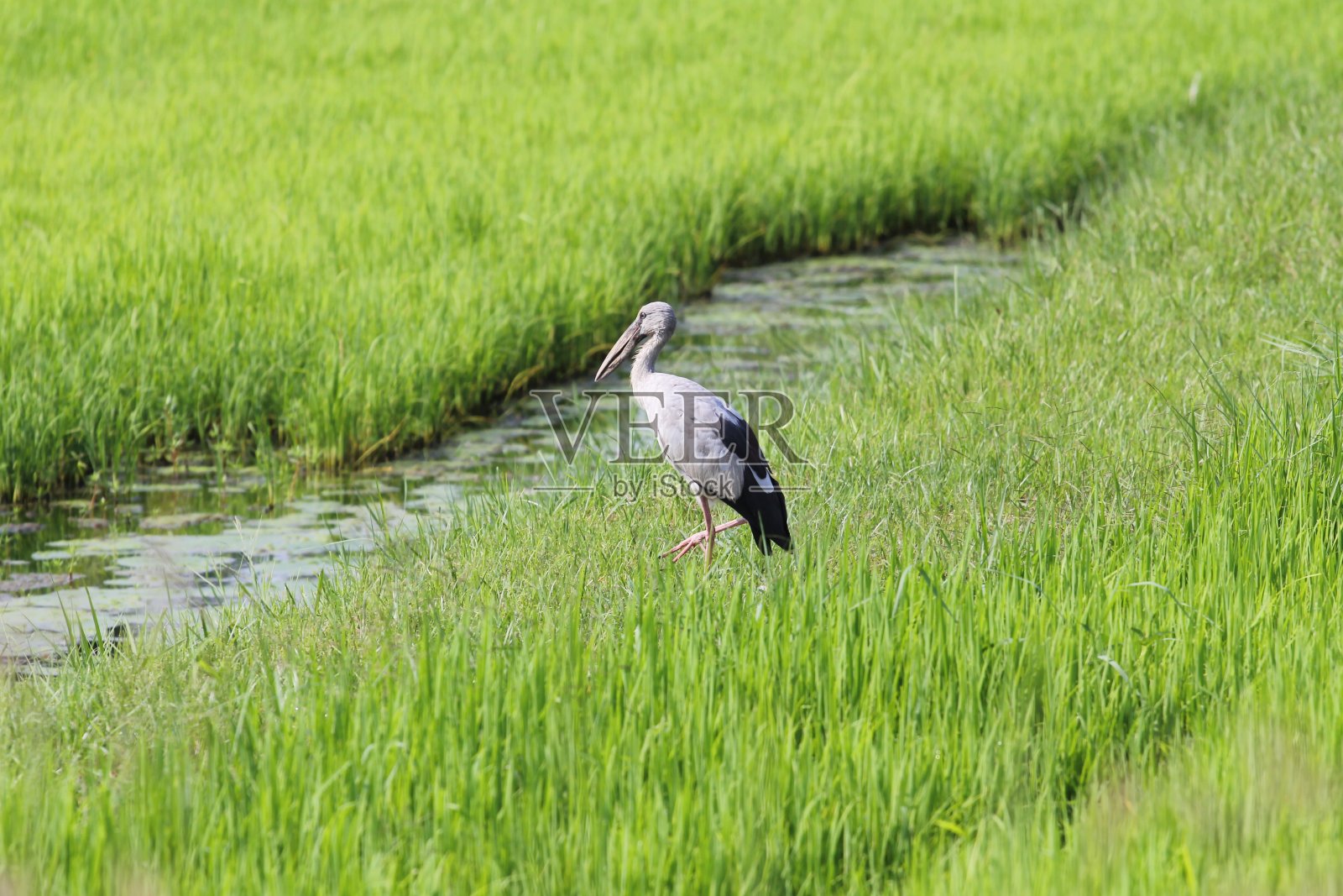 稻田里的鸟类照片摄影图片