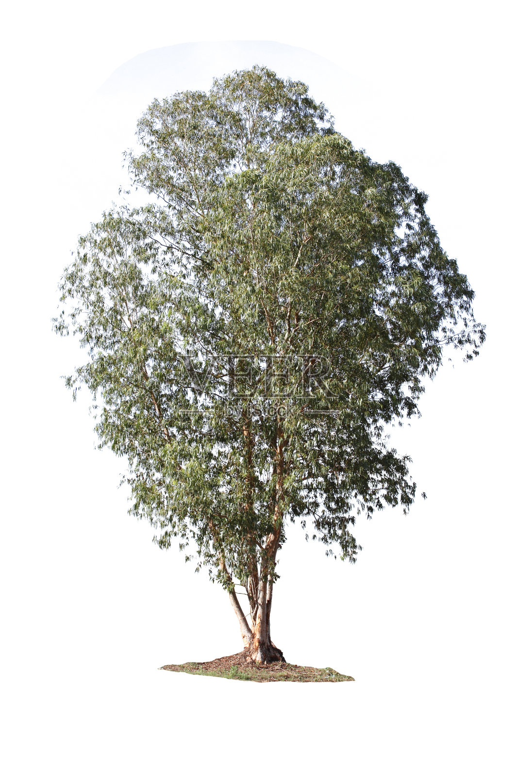 尤加利树照片摄影图片