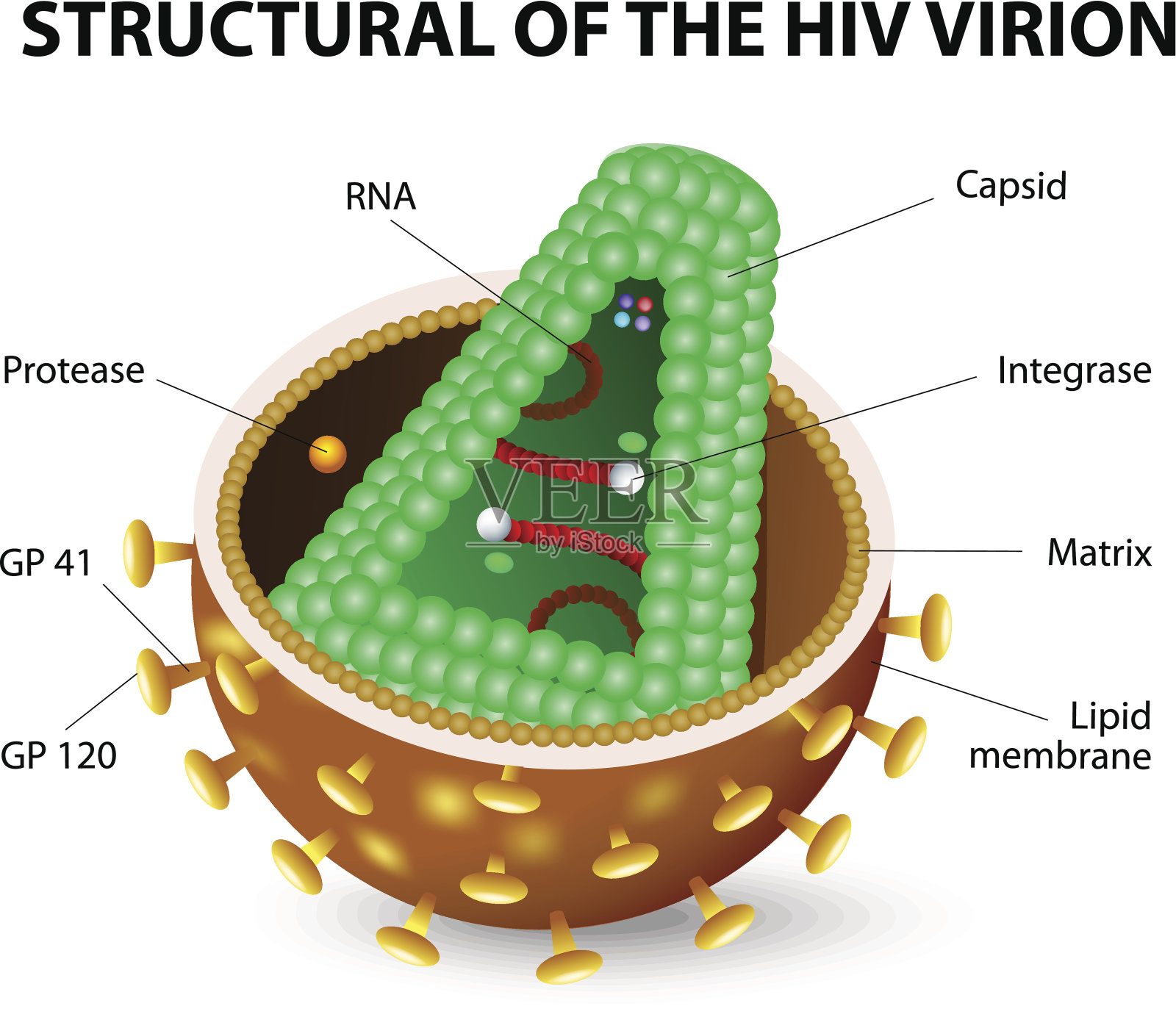 HIV病毒粒子插画图片素材