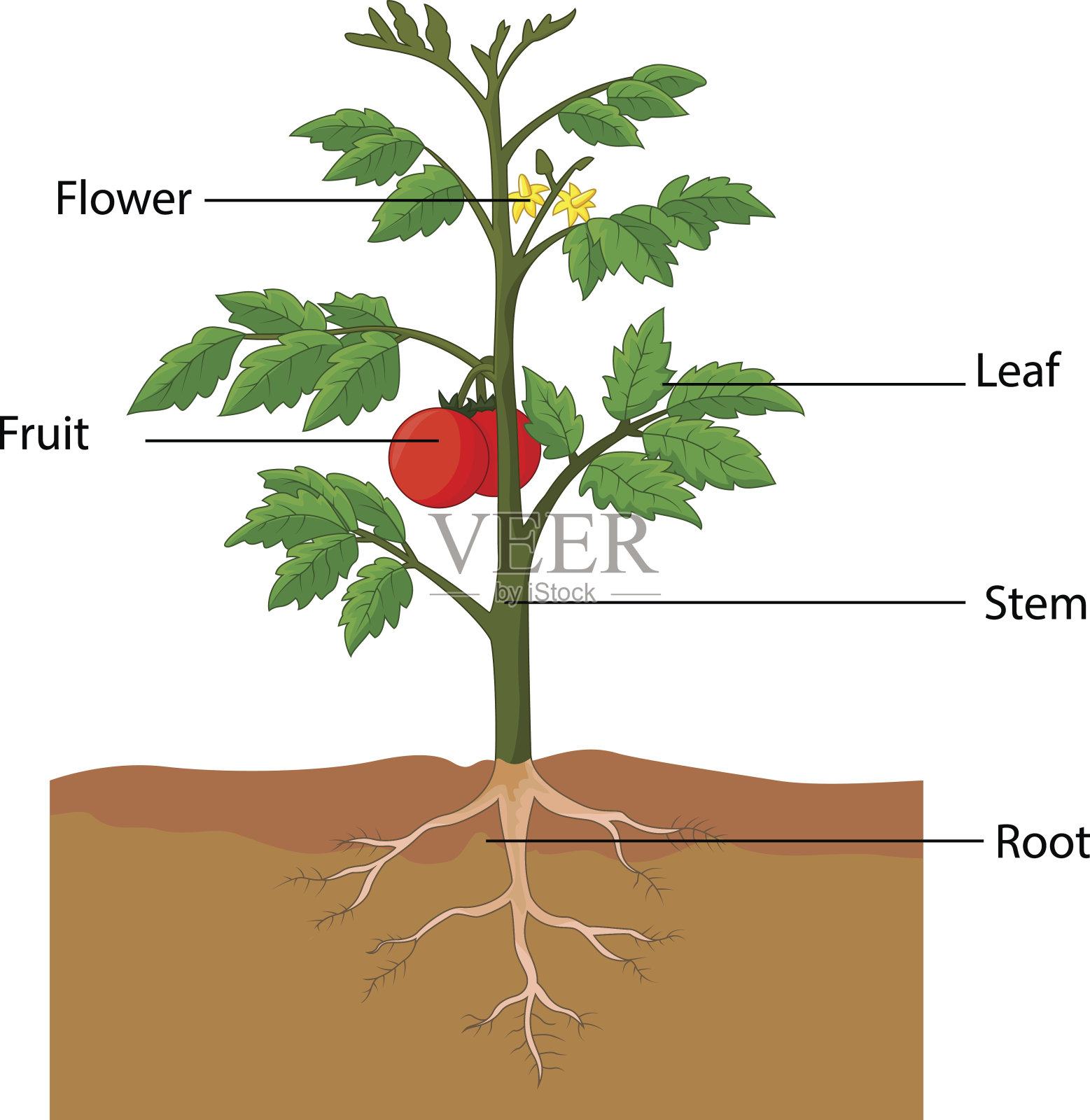 西红柿分解结构图图片