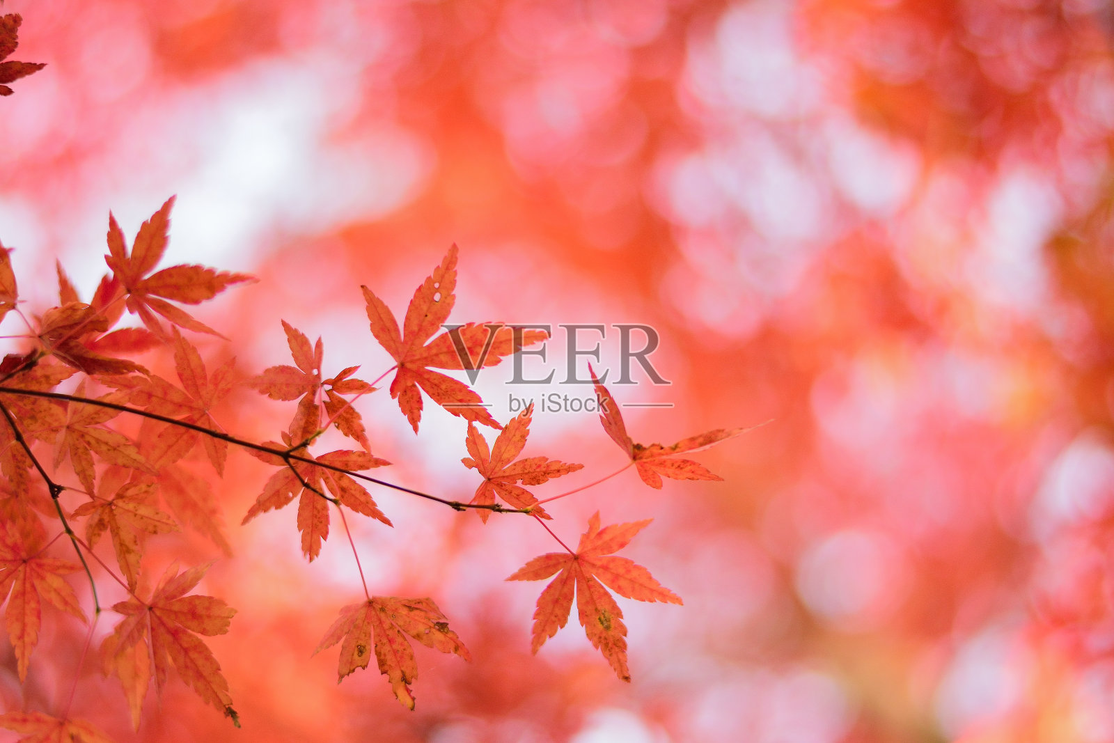 充满生气的日本秋天枫叶与模糊的背景照片摄影图片