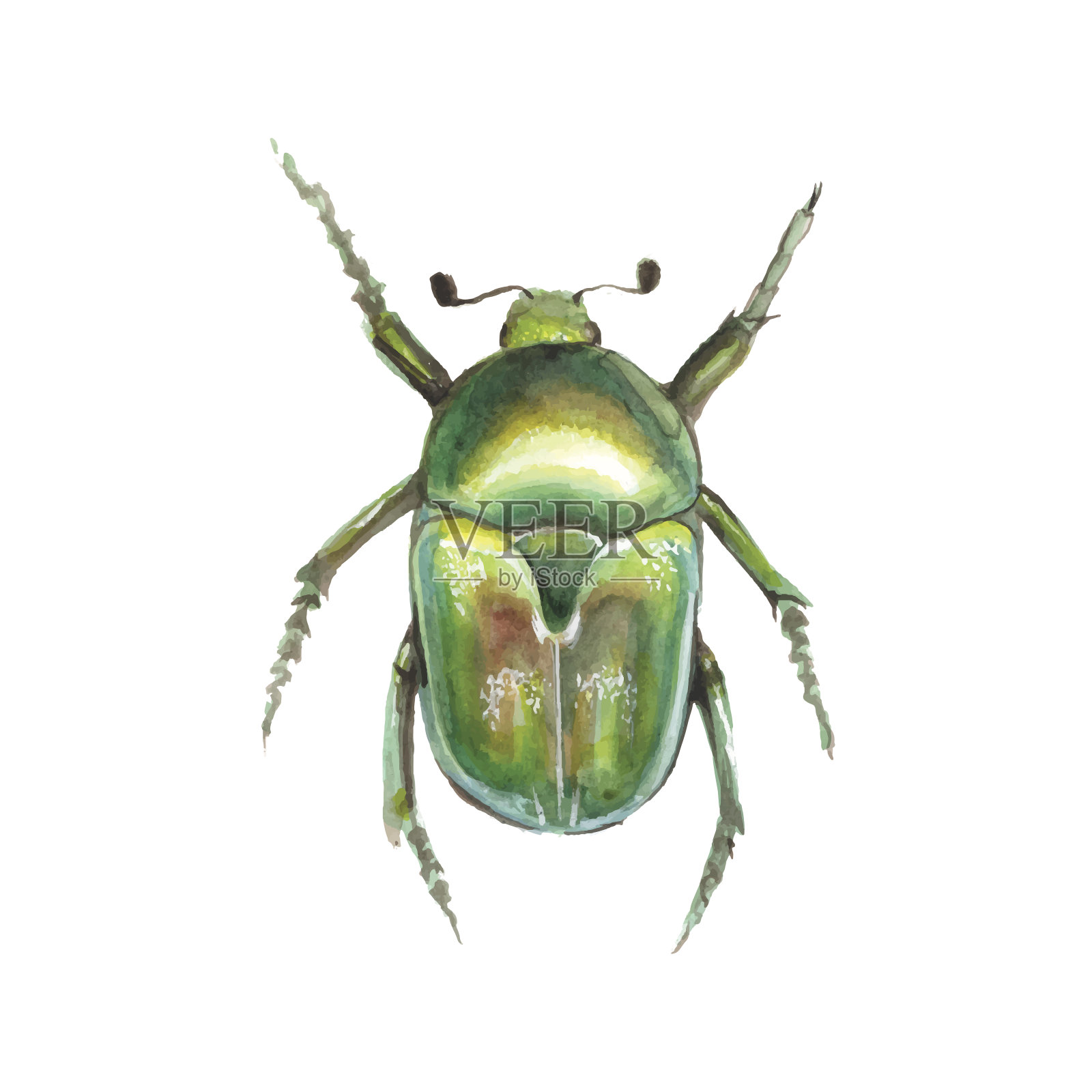 甲虫。水彩向量设计元素图片