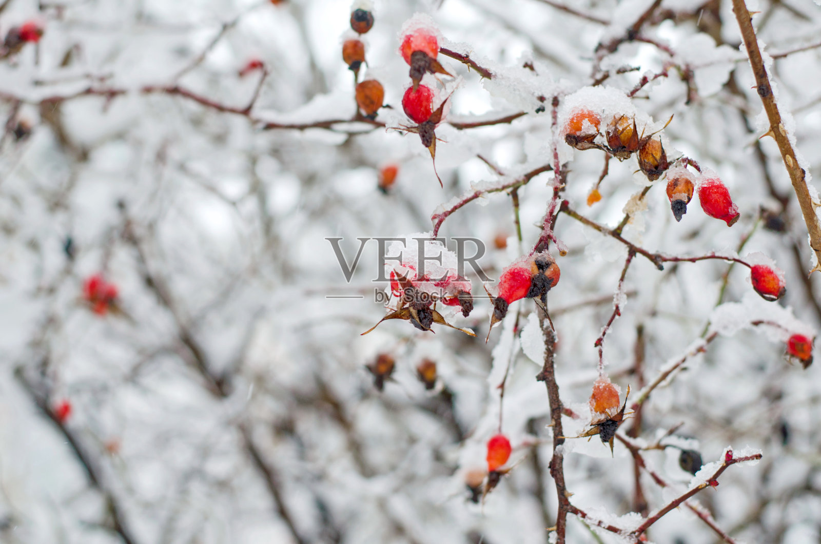 雪下的野玫瑰浆果照片摄影图片