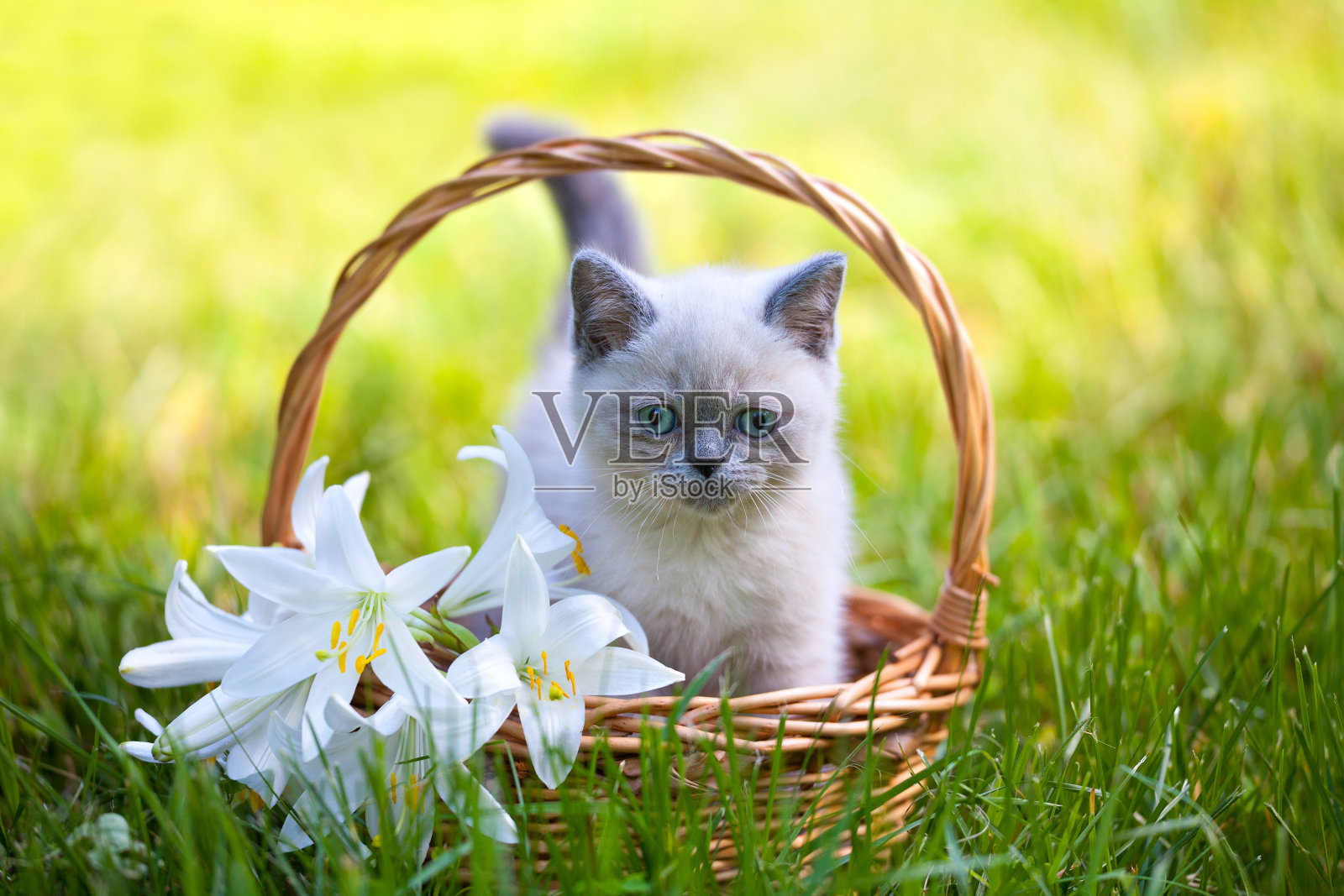 可爱的小猫坐在一个有百合花的篮子里照片摄影图片