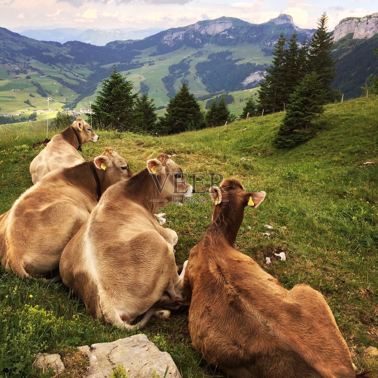 四头牛在田野里休息照片摄影图片