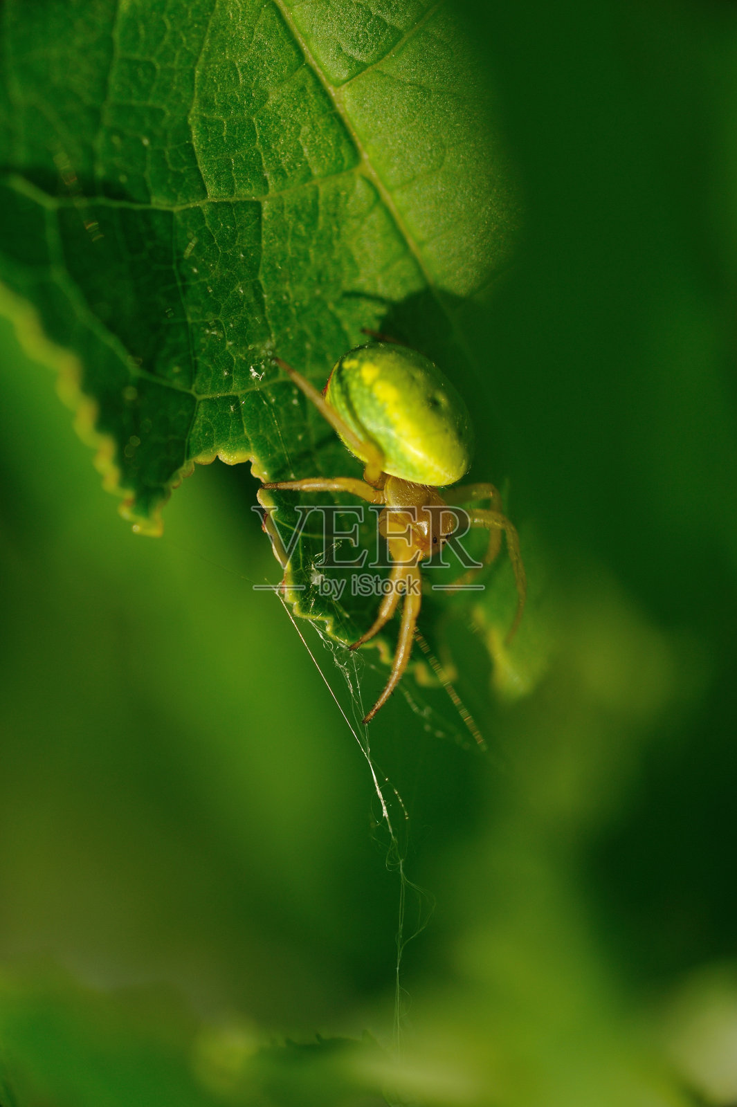 绿色的蜘蛛。照片摄影图片