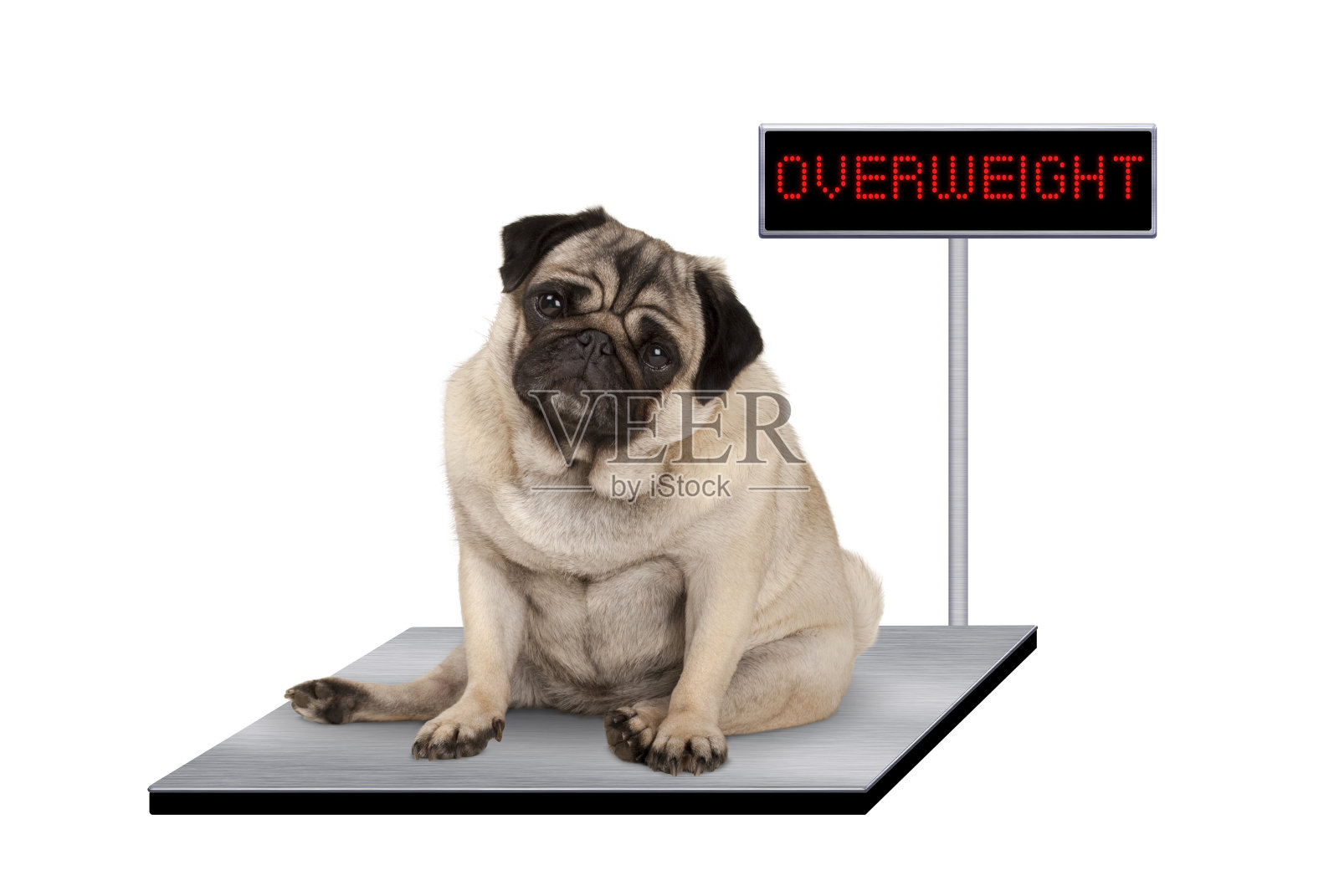 胖哈巴狗狗坐在兽医秤上超重的LED标志照片摄影图片