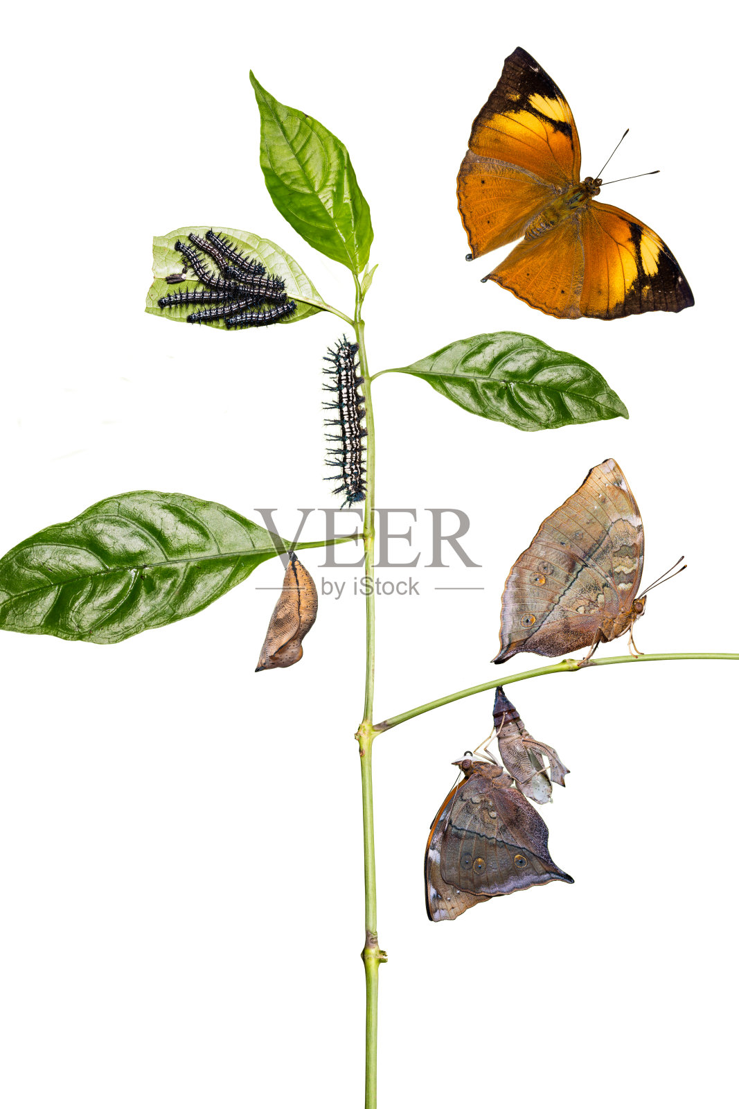 秋叶蝴蝶的生命周期照片摄影图片